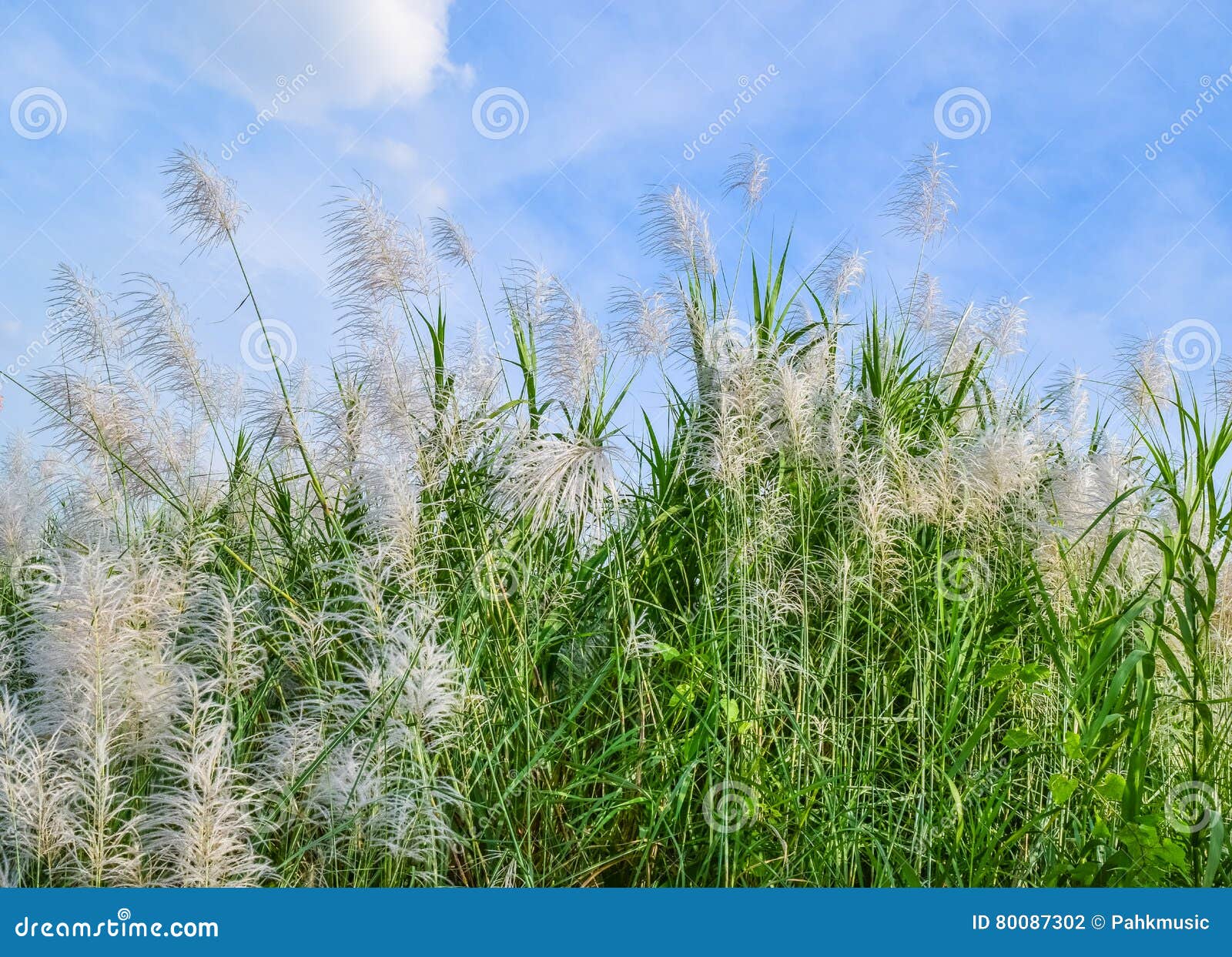 Reed flowers stock photo. Image of bush, background, cane 80087302