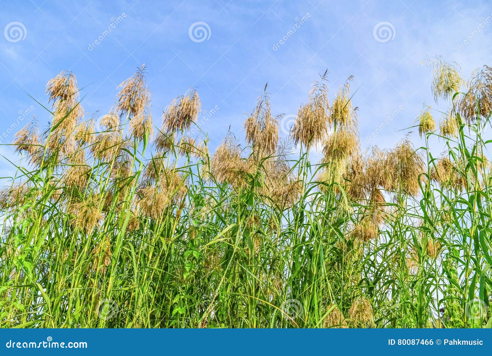Reed flowers stock photo. Image of marsh, communis, grow 80087466
