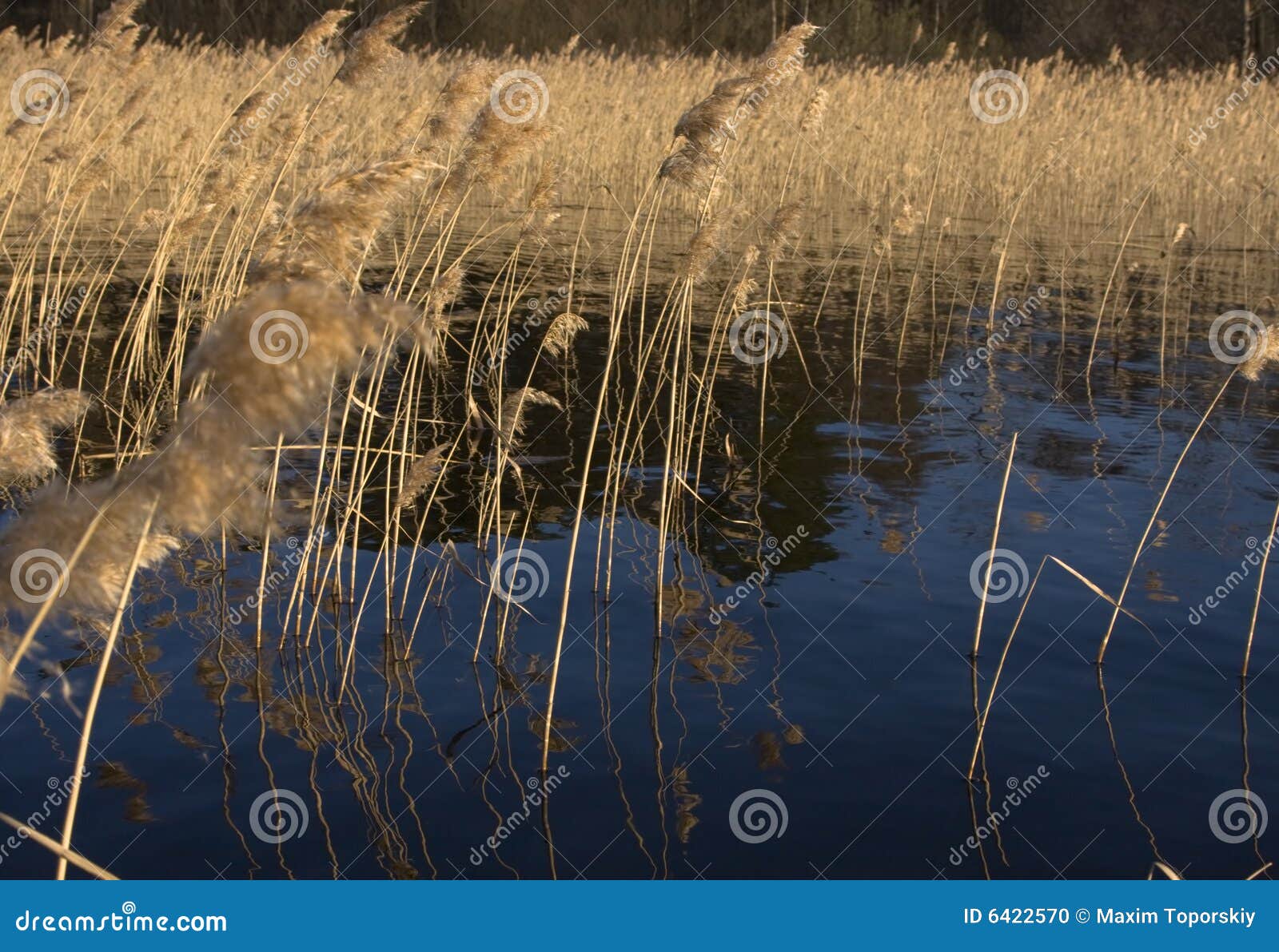 Reed on Forest Lake on Evening Sunlight in Spring Stock Photo Image