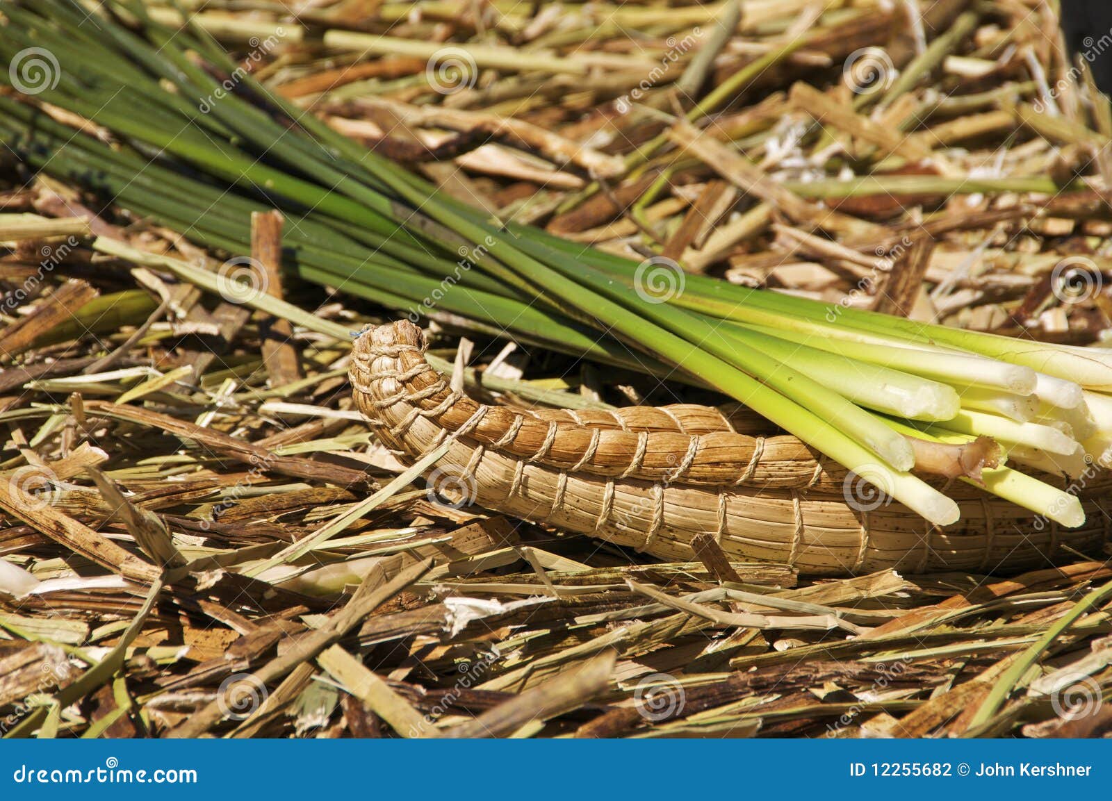 Reed Grass In Bloom Gently Swaying In The Wind RoyaltyFree Stock Photo