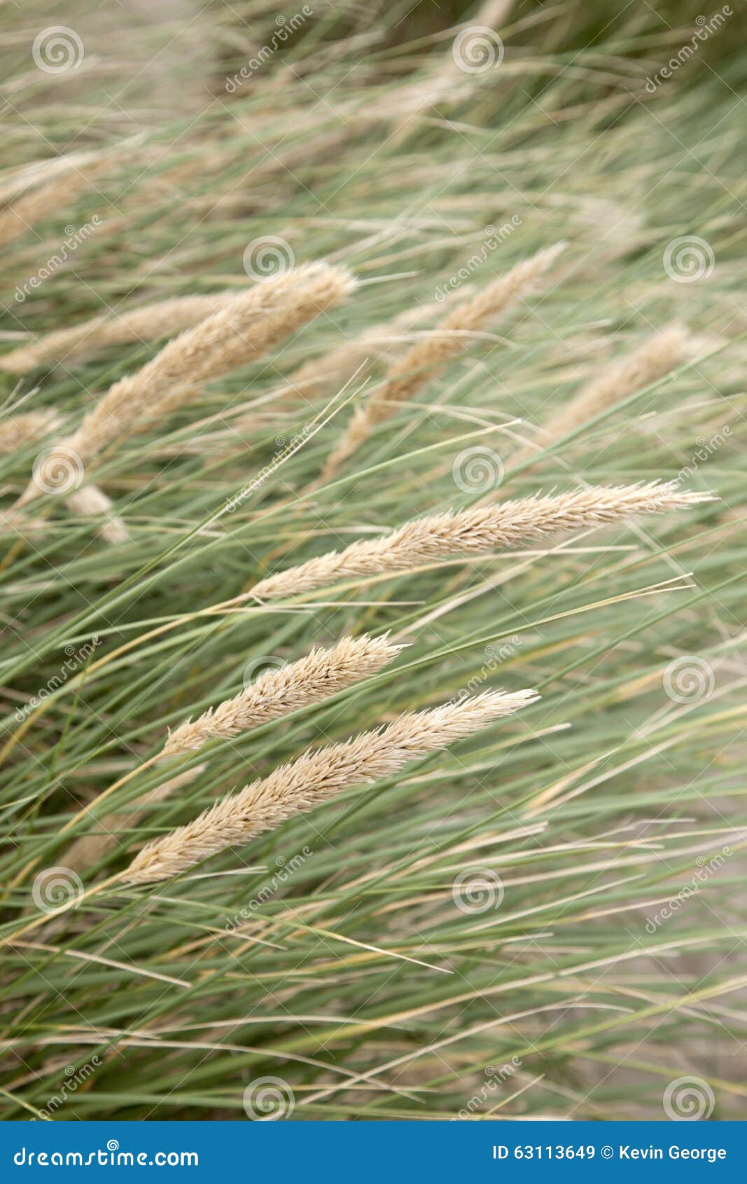 Reed Grass Background stock image. Image of life, green 63113649