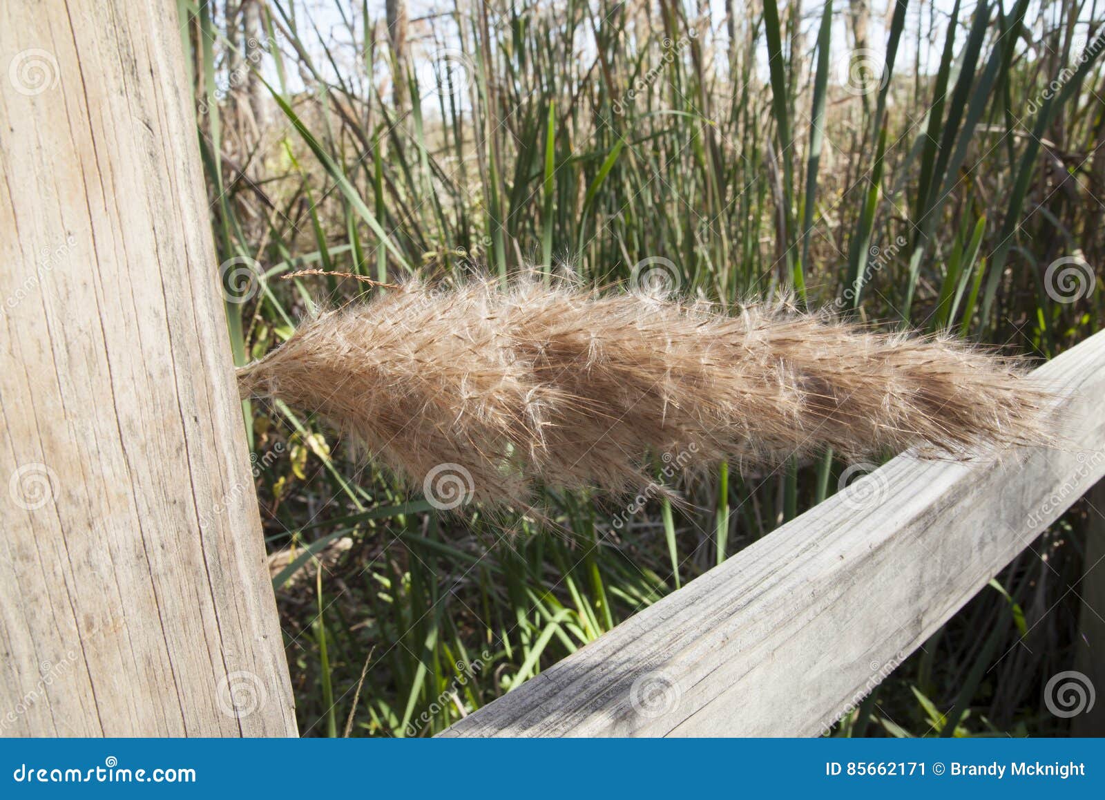 Reed Grass Bloom stock image. Image of beauty, cattails 85662171