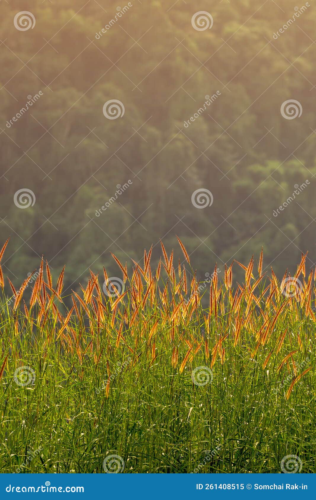Reed Grass Flower in the Sunset or Sunrise, Grass Flower beside