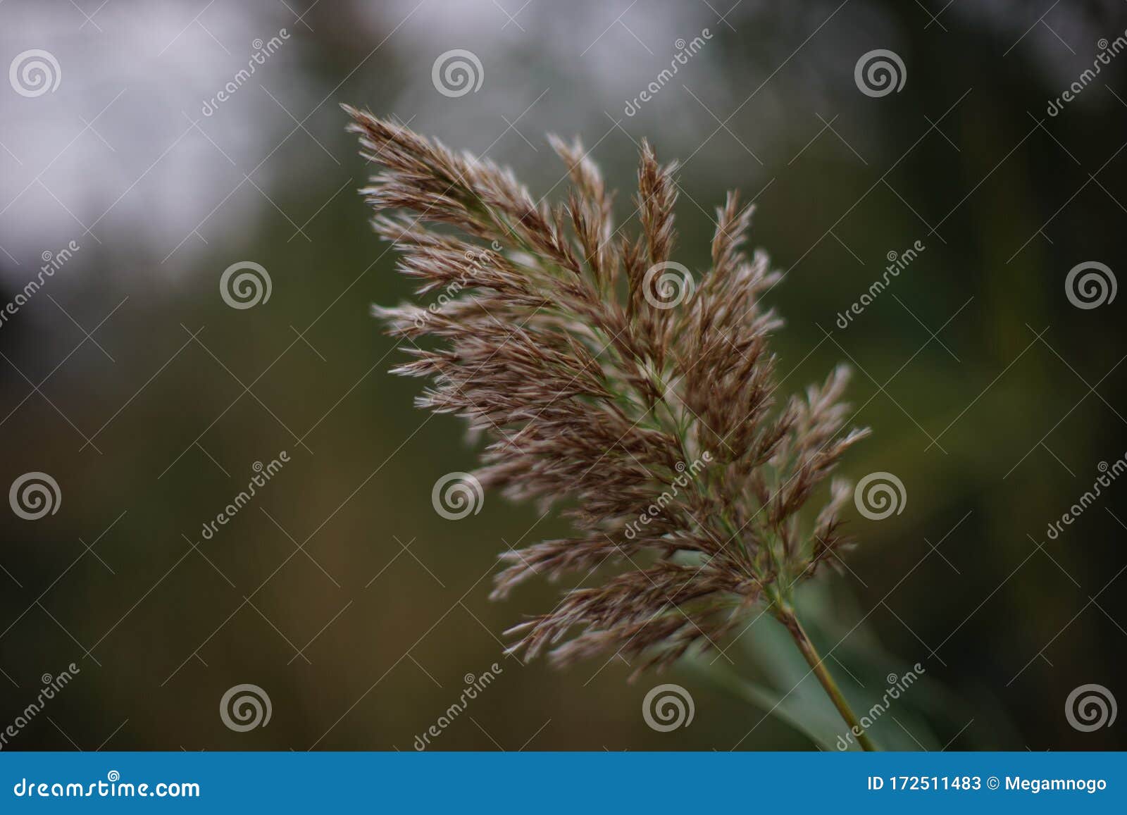 Reed Grass Grow, Closeup in Cloudy Day Stock Image Image of fresh