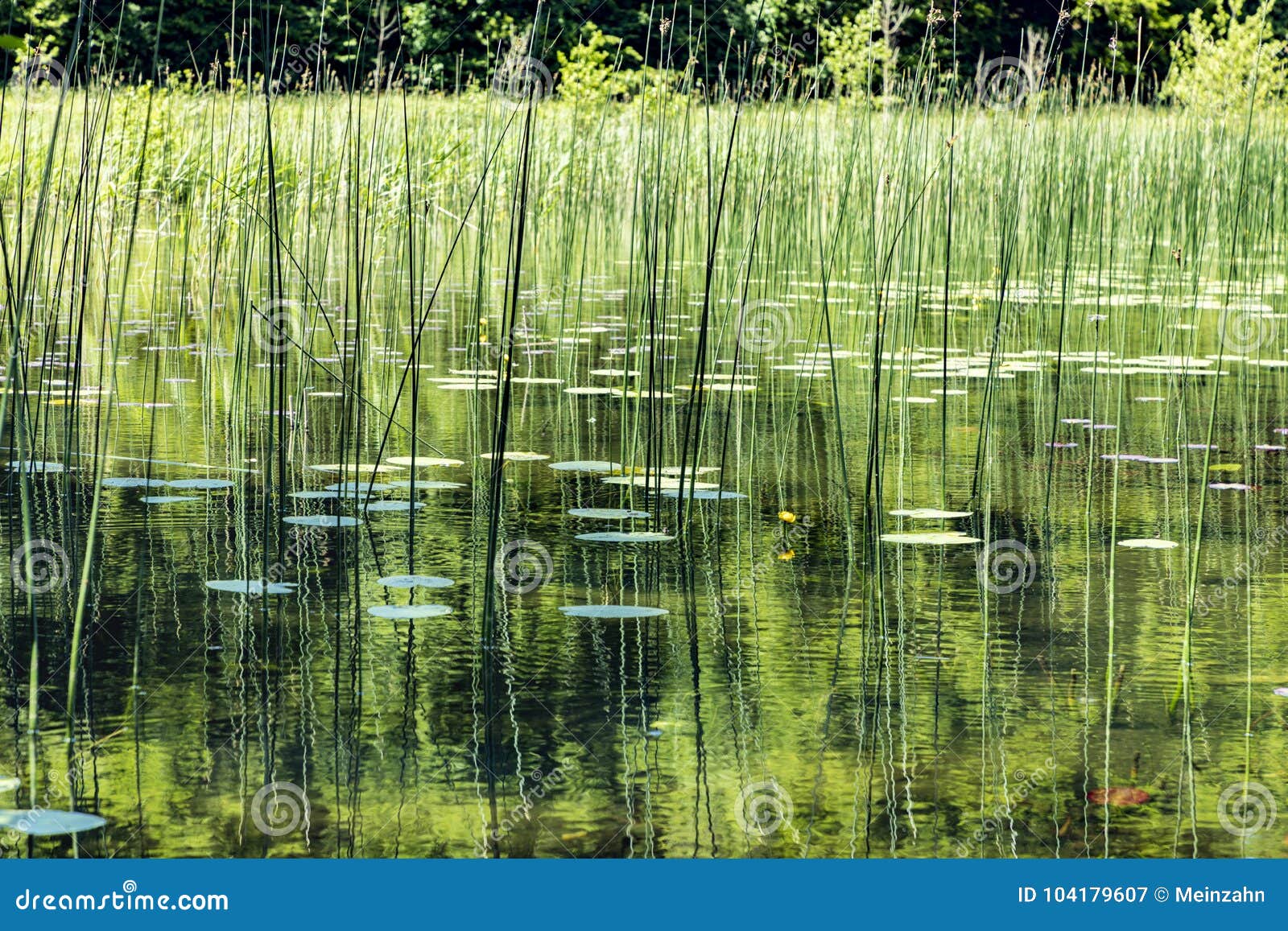 Reed Grass Grows in the Lake Stock Image Image of water, jura 104179607