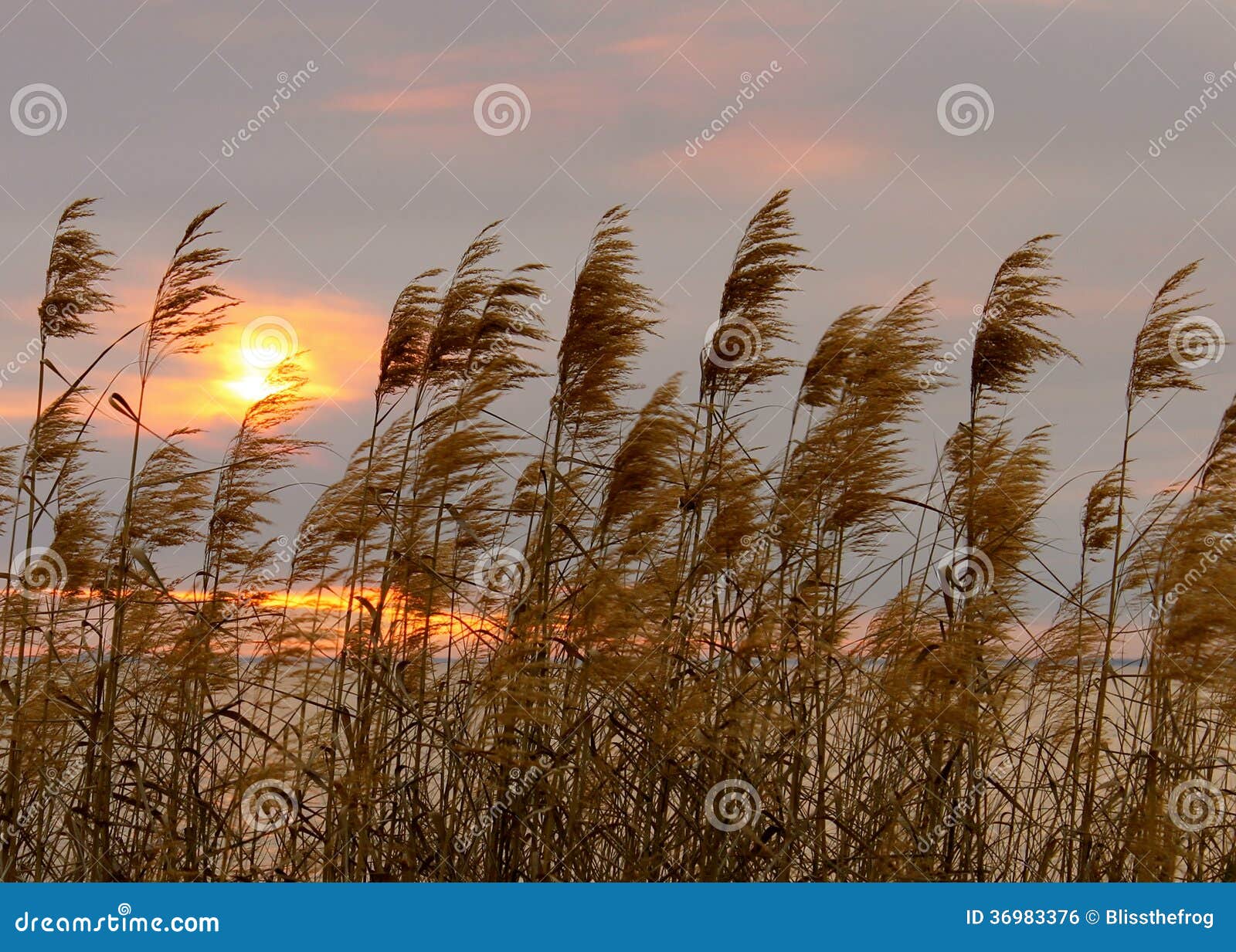 Reed Grass In Bloom Gently Swaying In The Wind RoyaltyFree Stock Photo