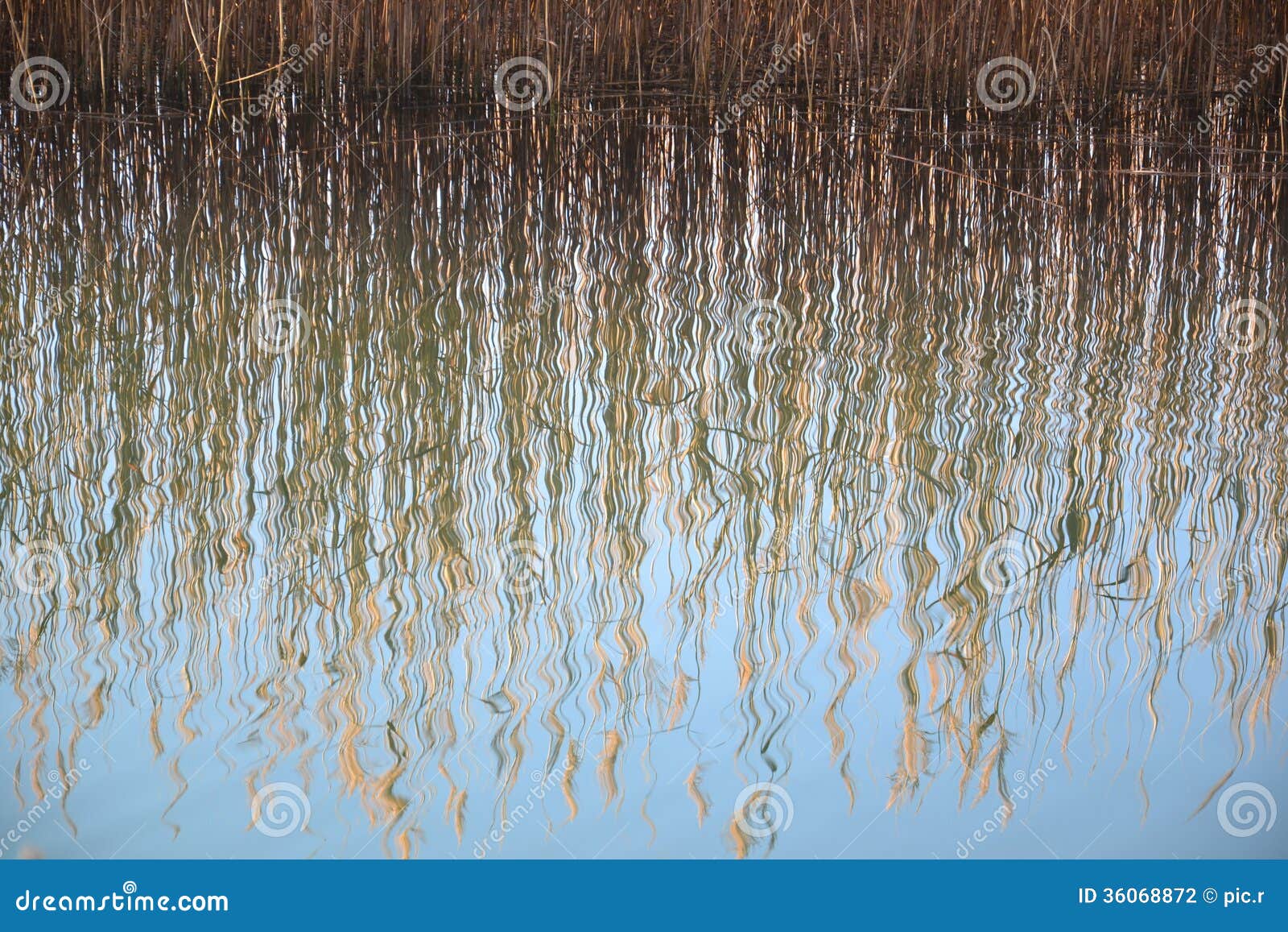 Reed Grass In Bloom Gently Swaying In The Wind RoyaltyFree Stock Photo