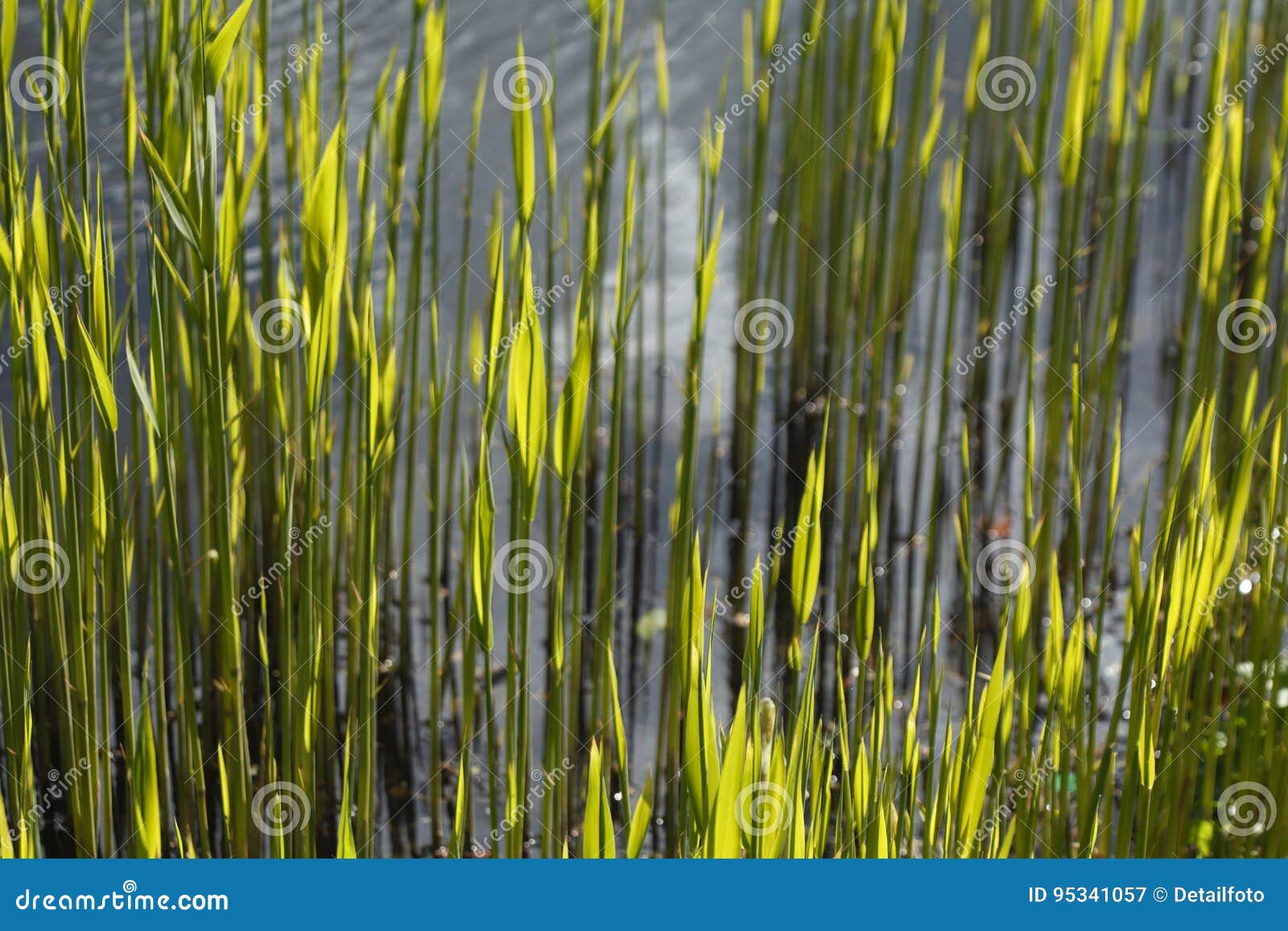 Reed grass on the water stock image. Image of lake, reed 95341057