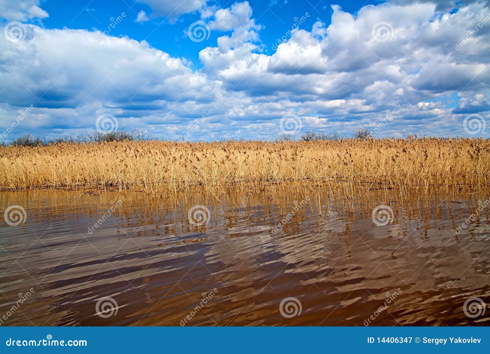 Reed on lake stock image. Image of landscape, afternoon 14406347