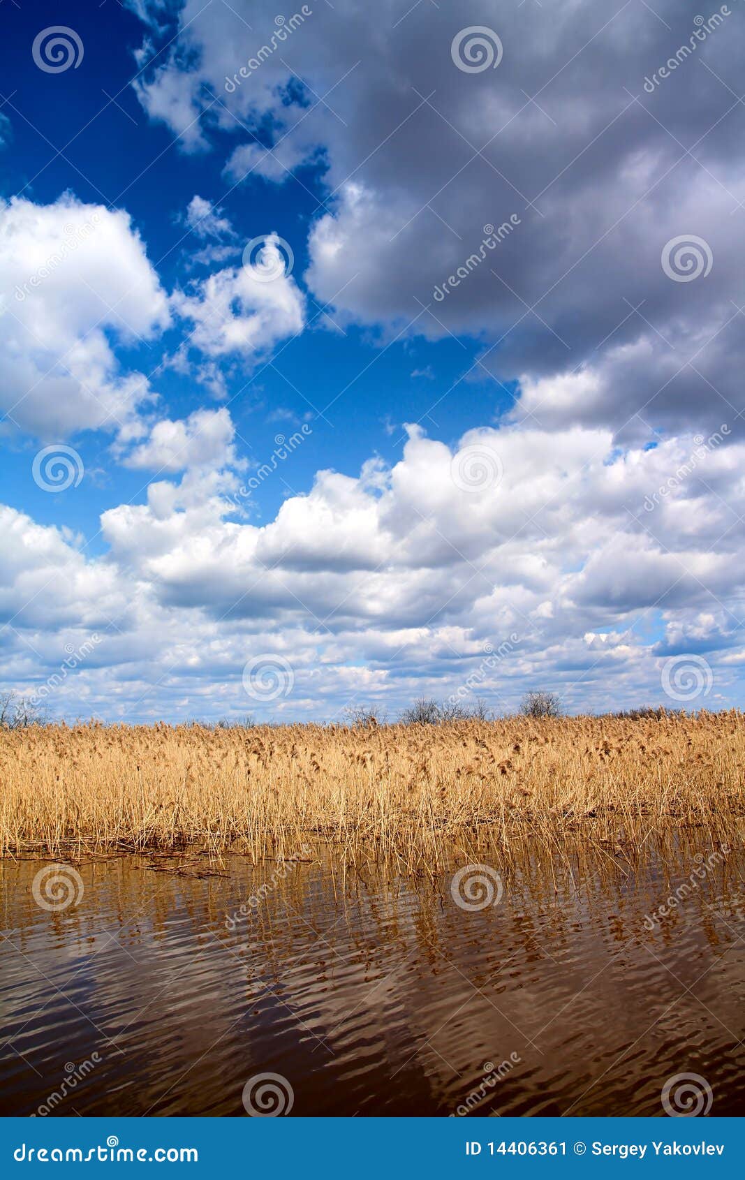 Reed on lake stock image. Image of pond, beauty, grass 14406361