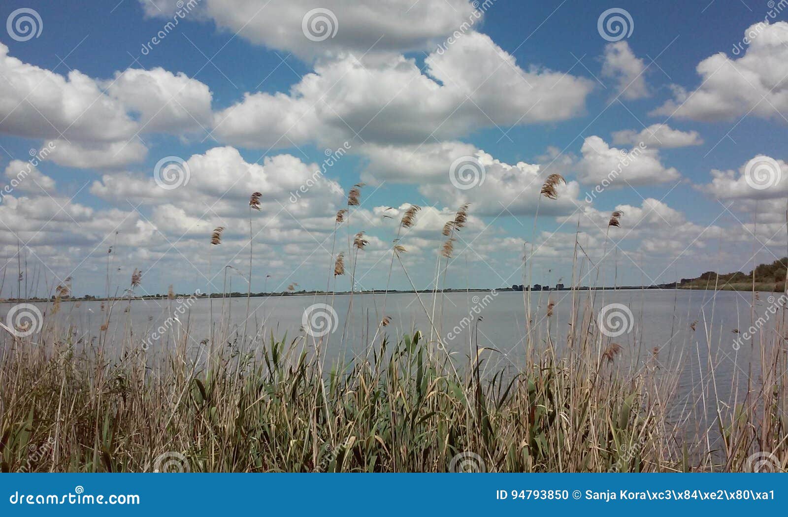 Reed and the lake stock photo. Image of grass, beautiful 94793850