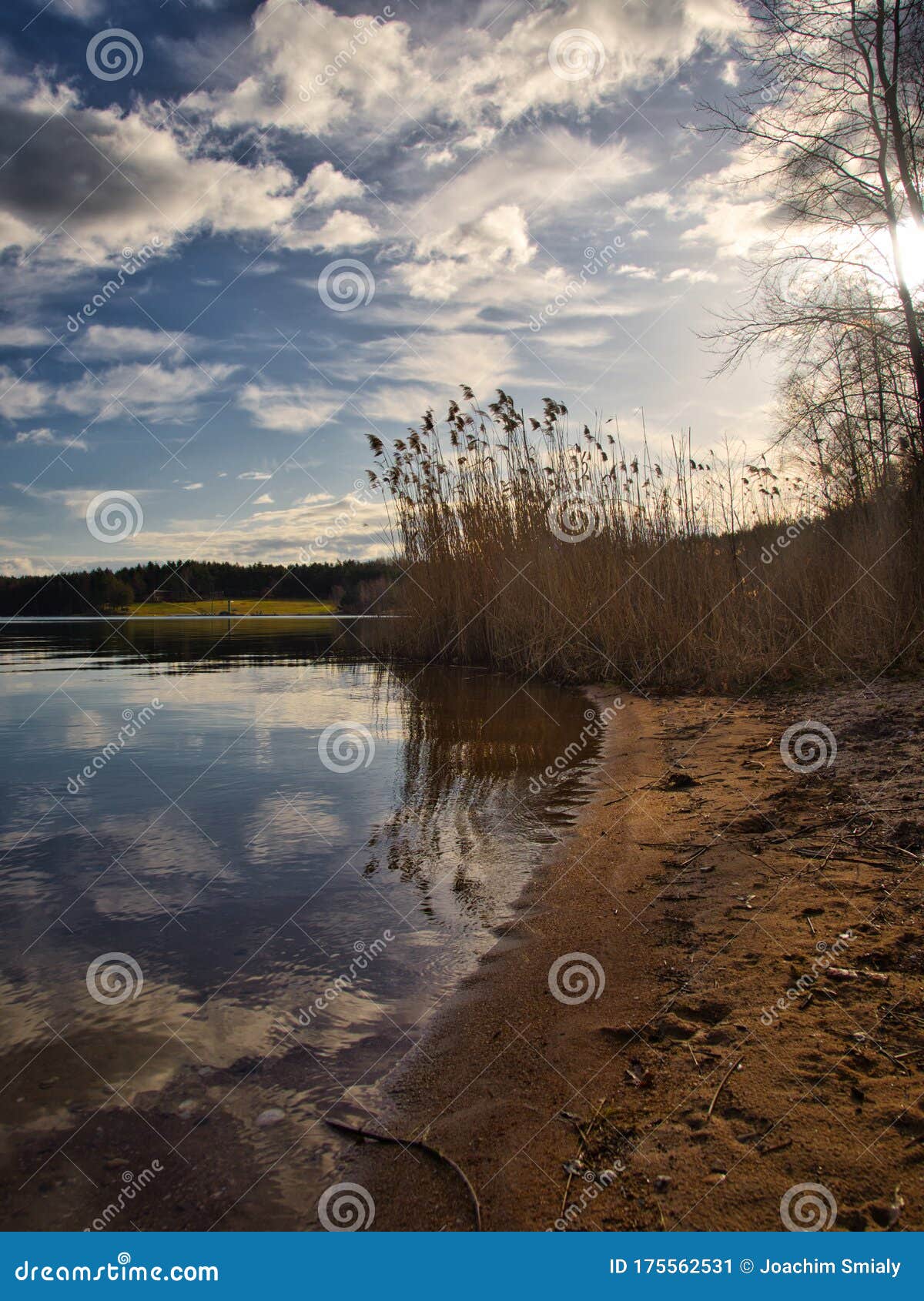 Reed at the Lake of the Sewage Fields Stock Image Image of format