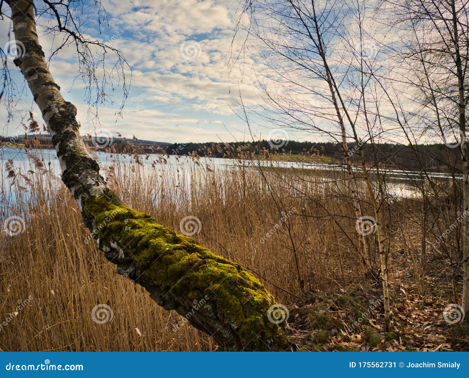 Reed at the Lake of the Sewage Fields Stock Image Image of plant