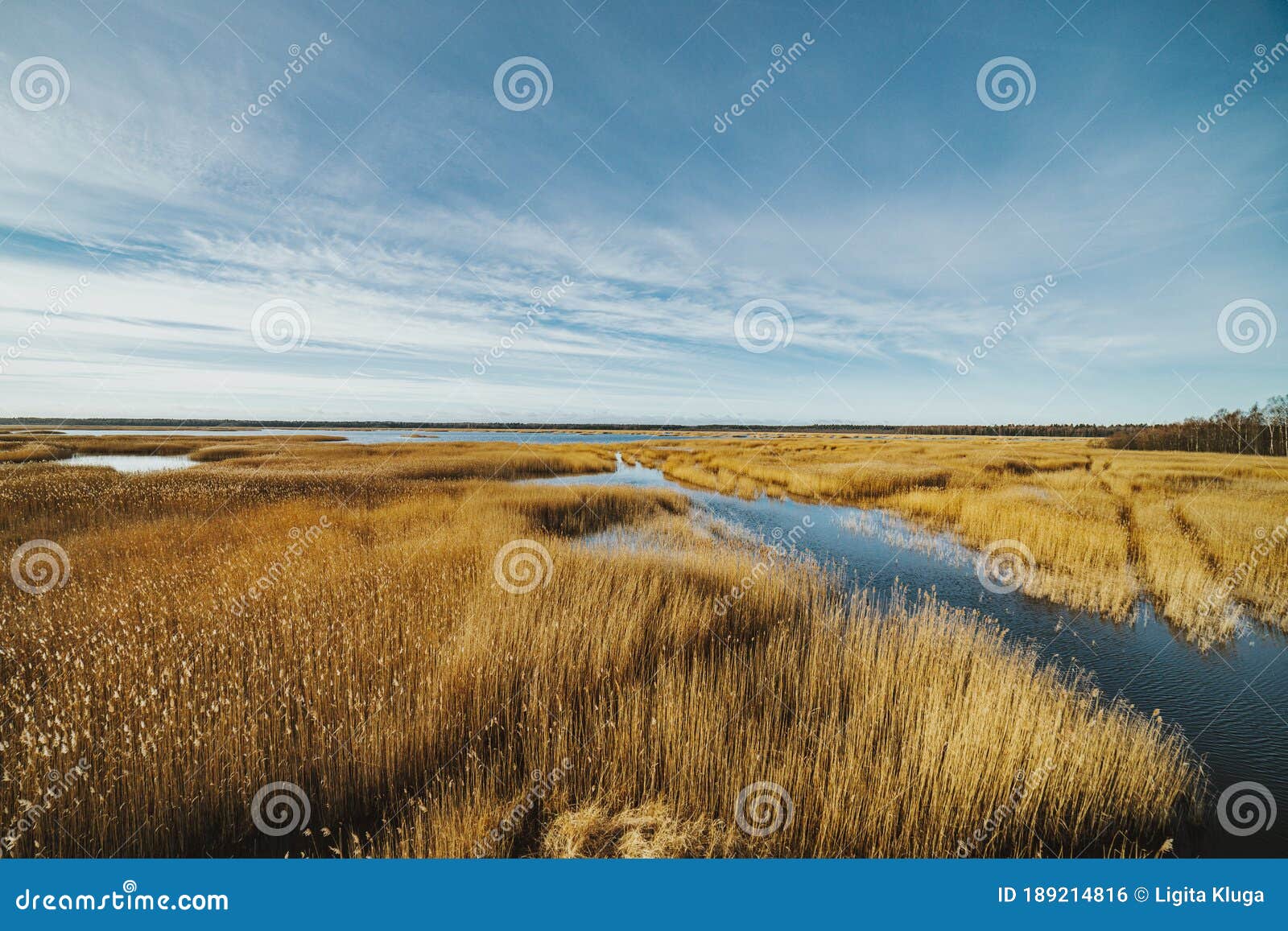 Reed at the Lake of the Sewage Fields Stock Photo Image of format