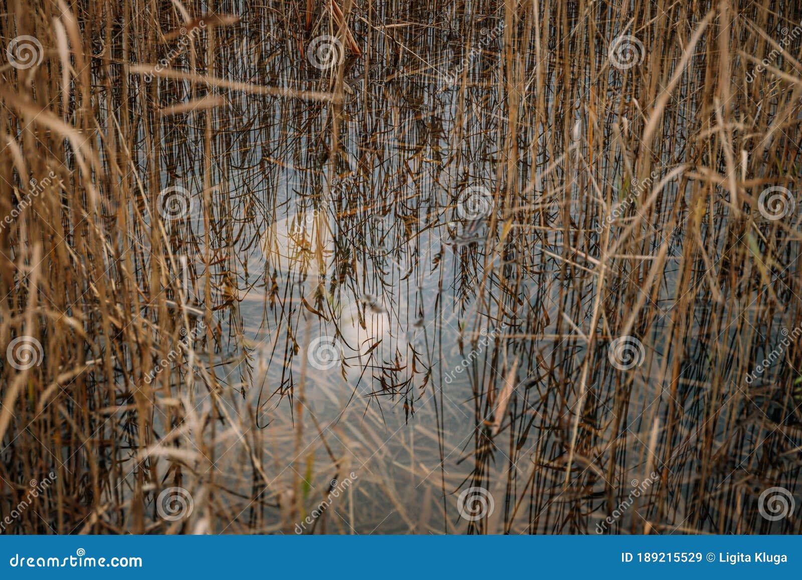 Reed at the Lake of the Sewage Fields Stock Image Image of beautiful