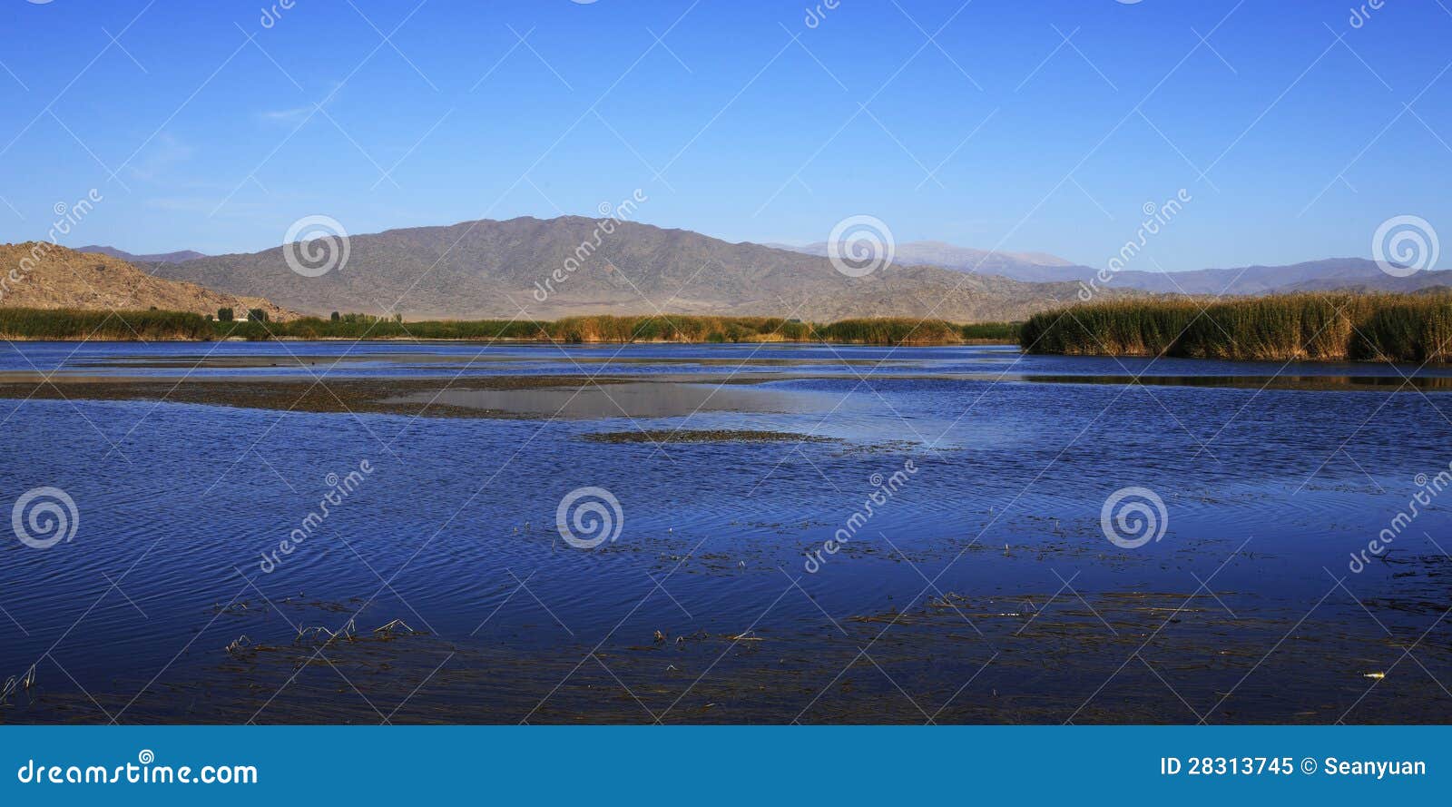 Reed Lake View in North West China Stock Image Image of nature, china