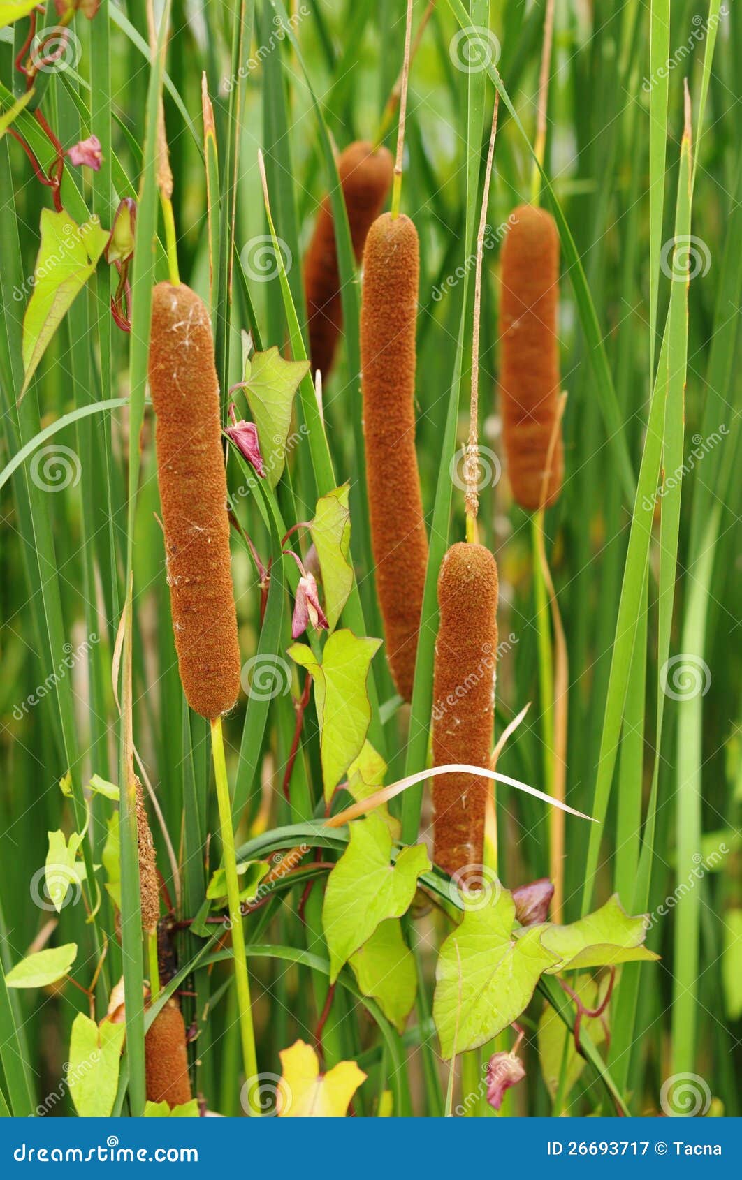 Reedmace flower spikes stock image. Image of marsh, plant 26693717