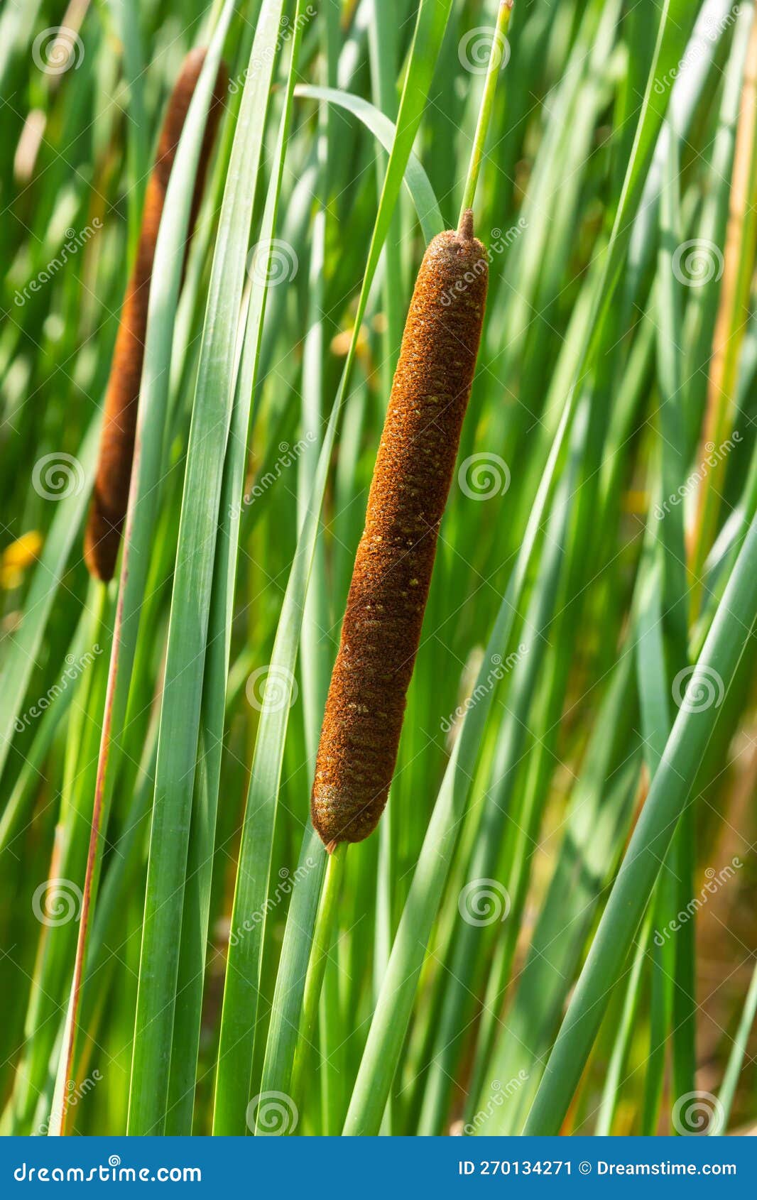Reed Mace Plant Also Known As Cat - Tail, Bulrush, Swamp Sausage, Punks