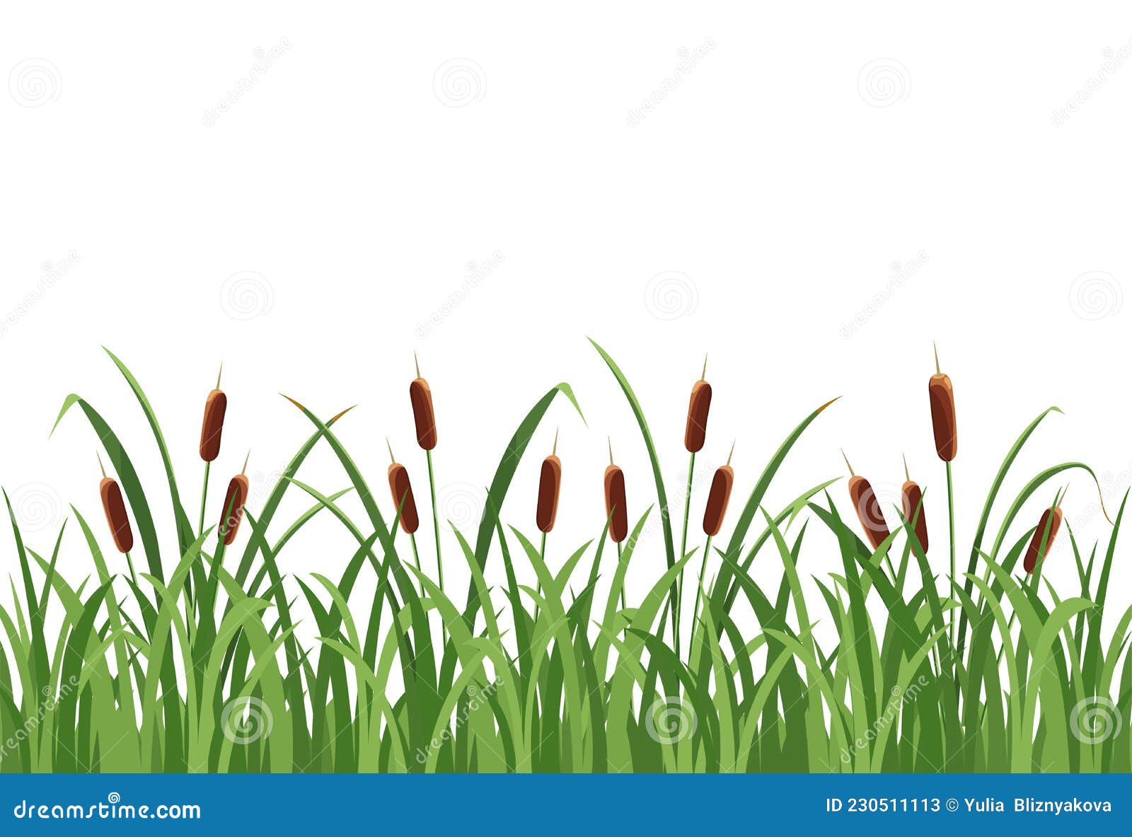 Reed Mace, Reed in the Grass on White Background Stock Vector