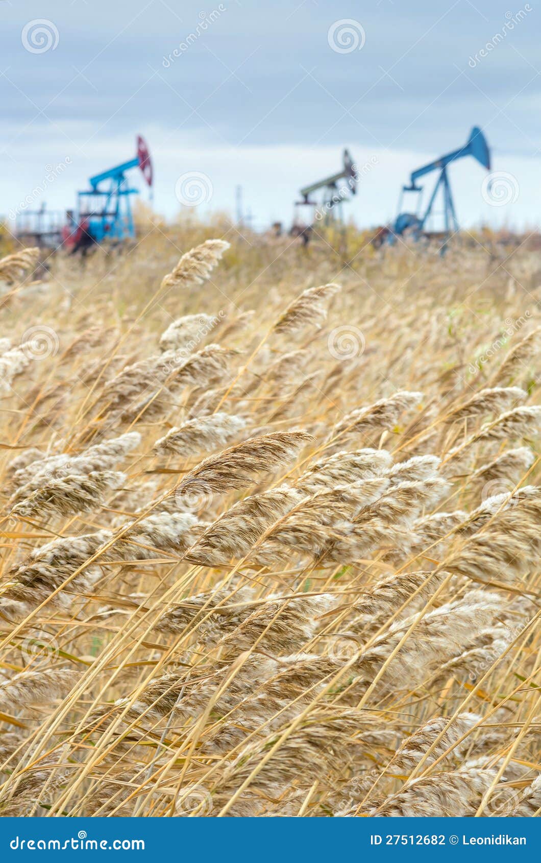 Reed near the oil fields. stock photo. Image of flora 27512682