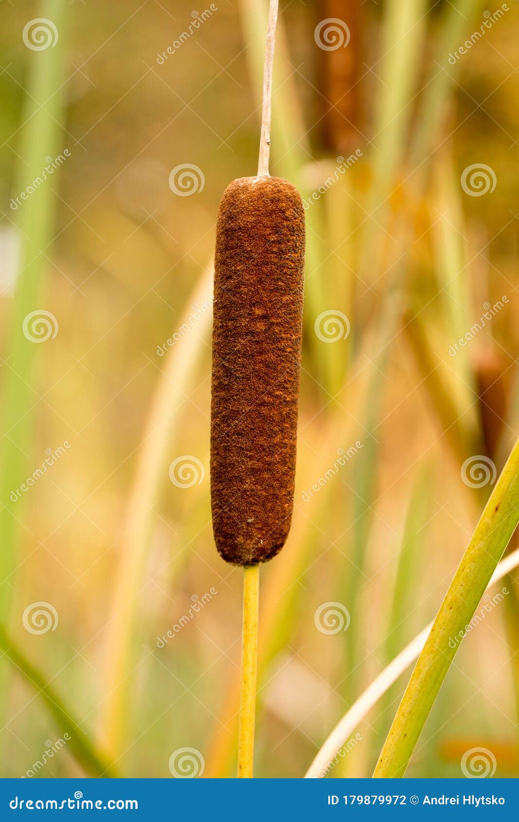 Reed plant in autumn stock photo. Image of leaves, bright 179879972