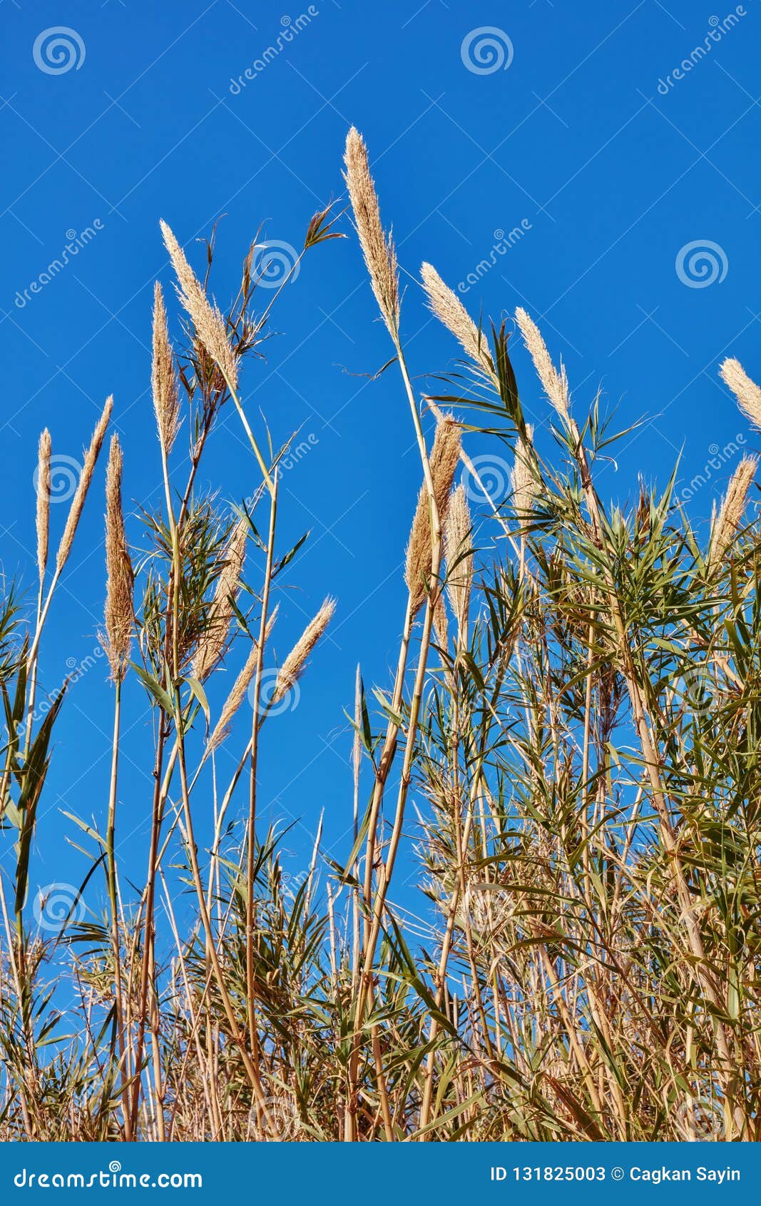 Reed plant leaf stock image. Image of color, heap, light 131825003