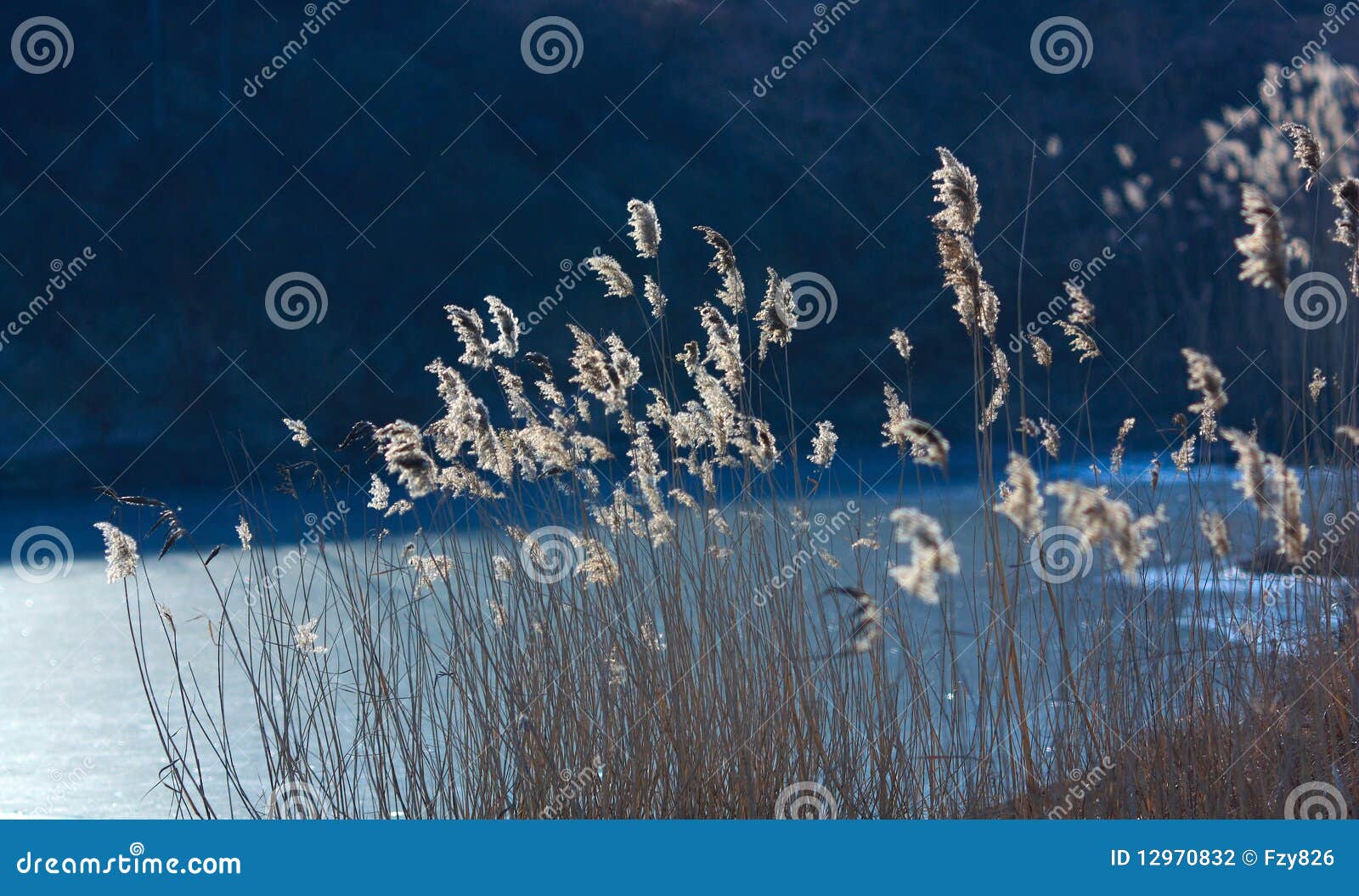 Reed pond in winter stock photo. Image of light, beautiful 12970832