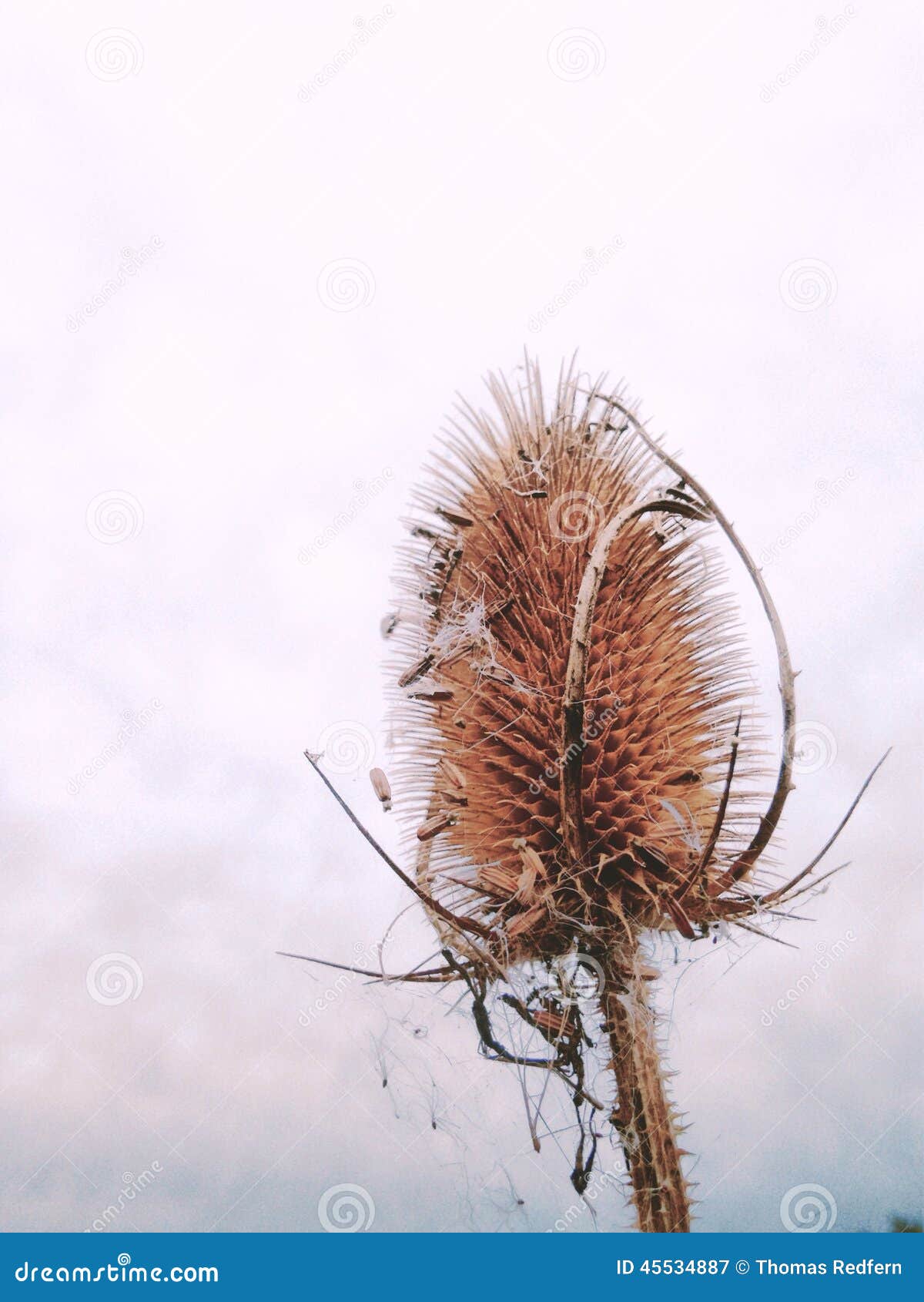 Reed seed head stock image. Image of detailed, nature 45534887