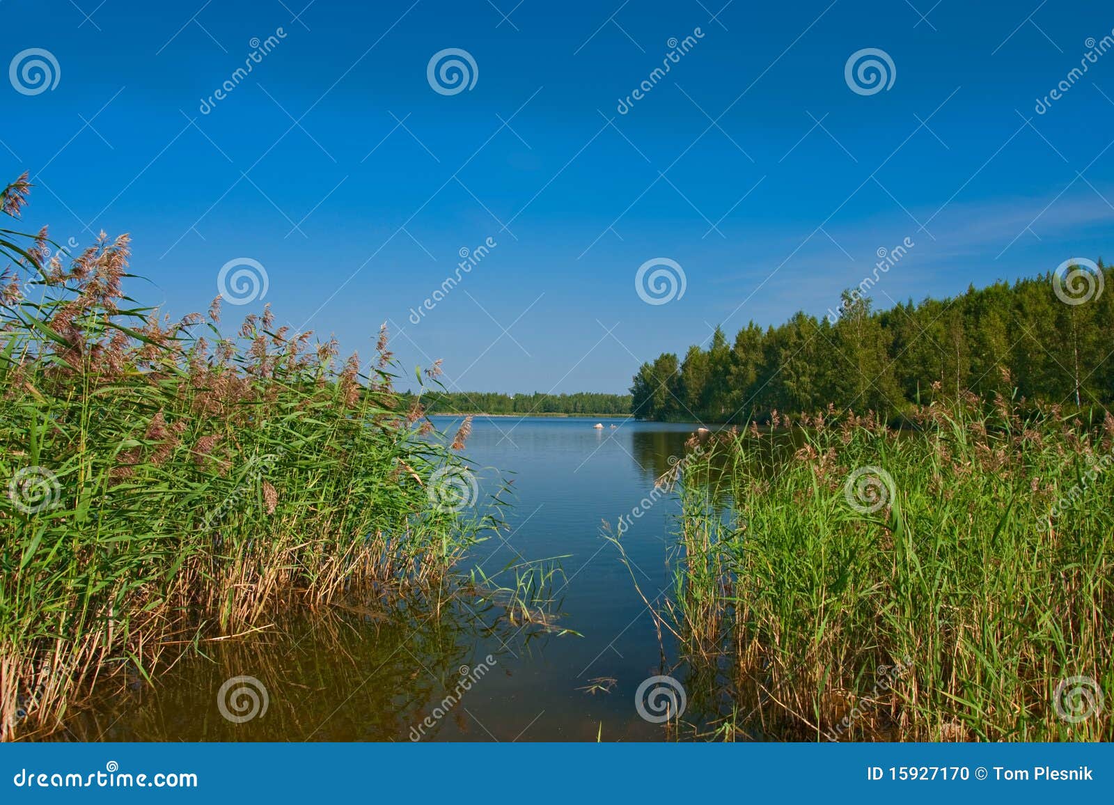 Reed on the shore of lake stock photo. Image of idyllic 15927170