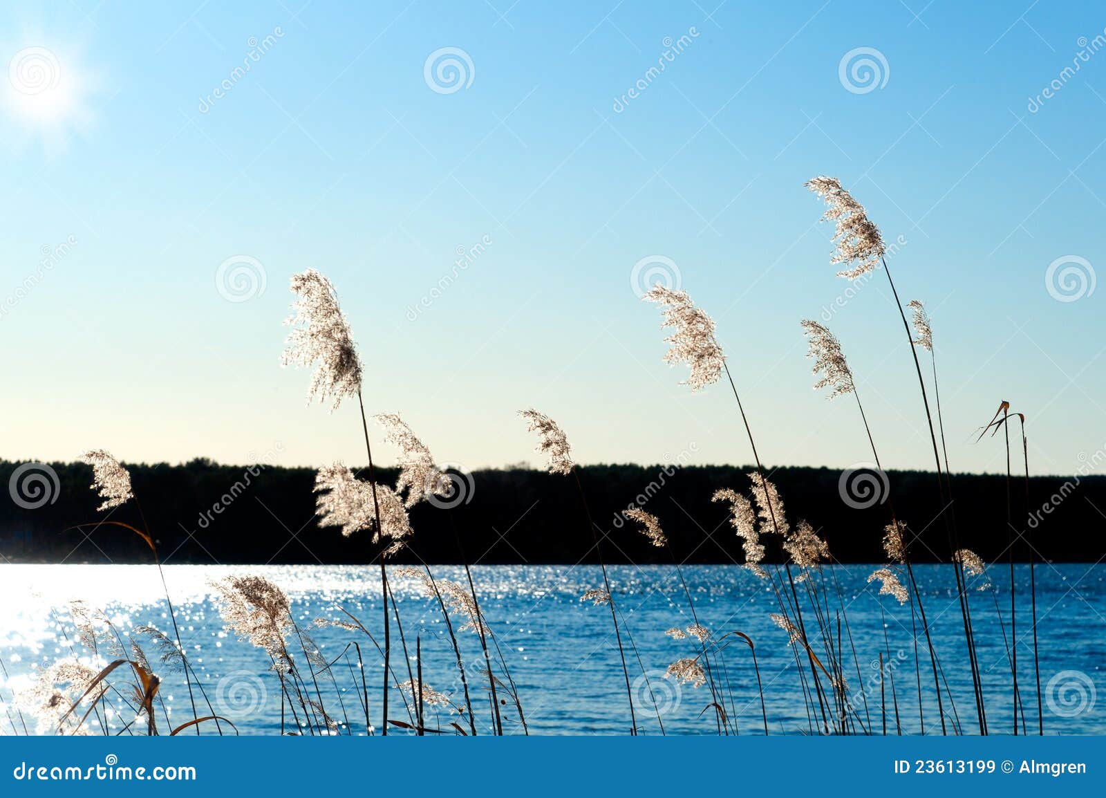 Reed on the Shore of a Lake Stock Image Image of color, background