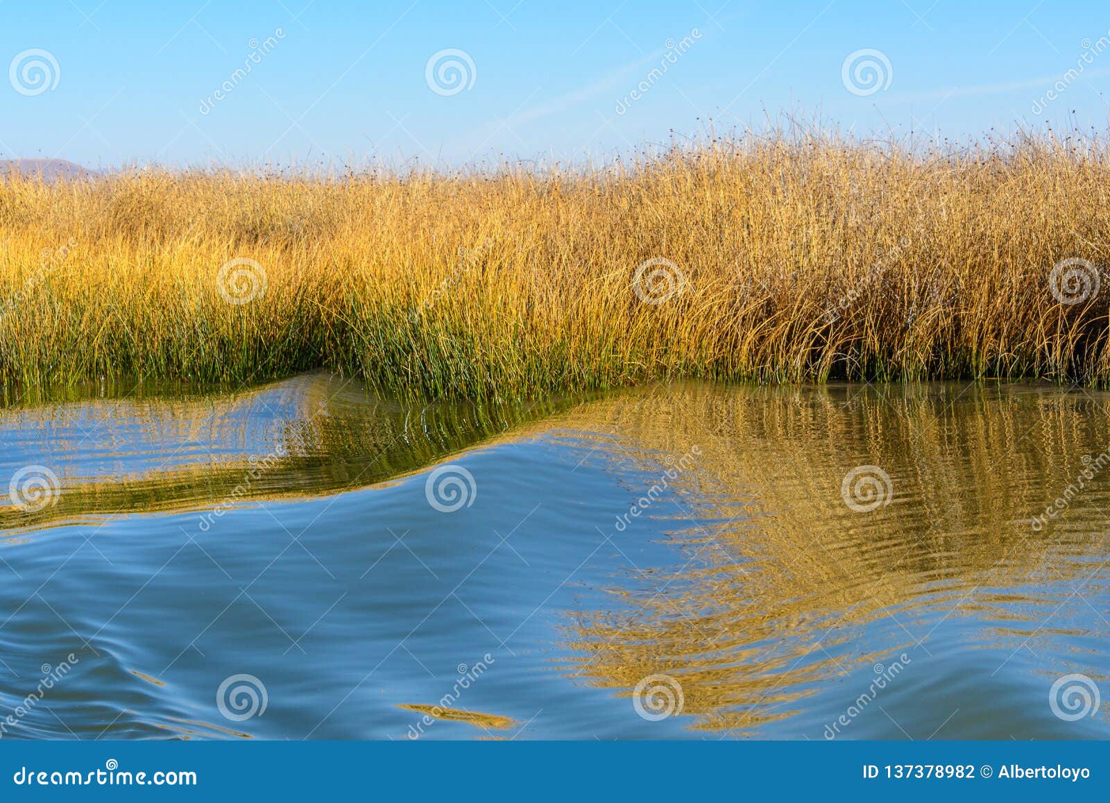 reed on the shores of lake titicaca, peru