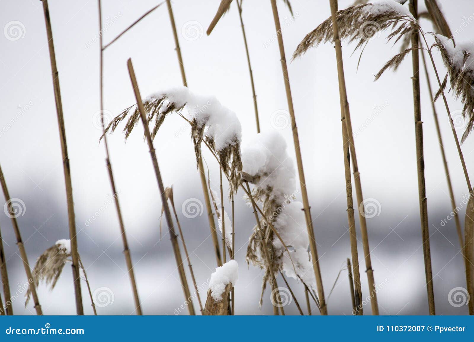 Reed in snow stock image. Image of idyllic, forest, light - 110372007