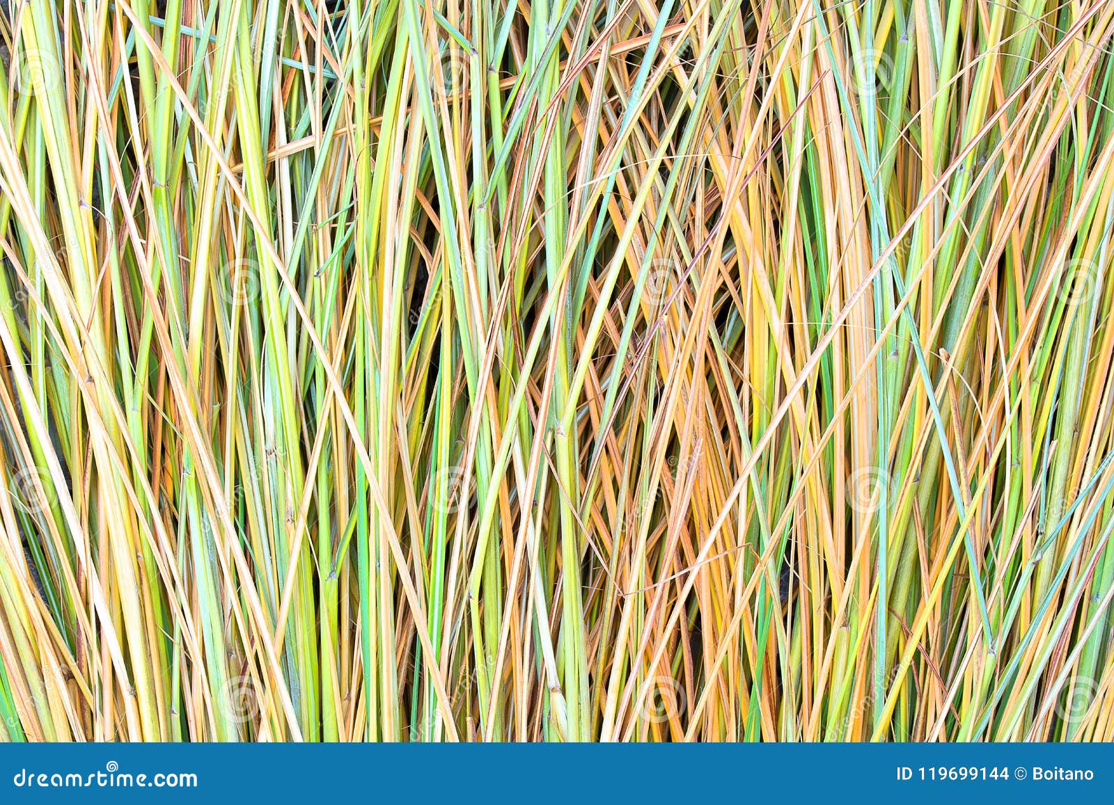 Reed Stalks Wallpaper. Grass Straw Background. Grass Close Up Texture