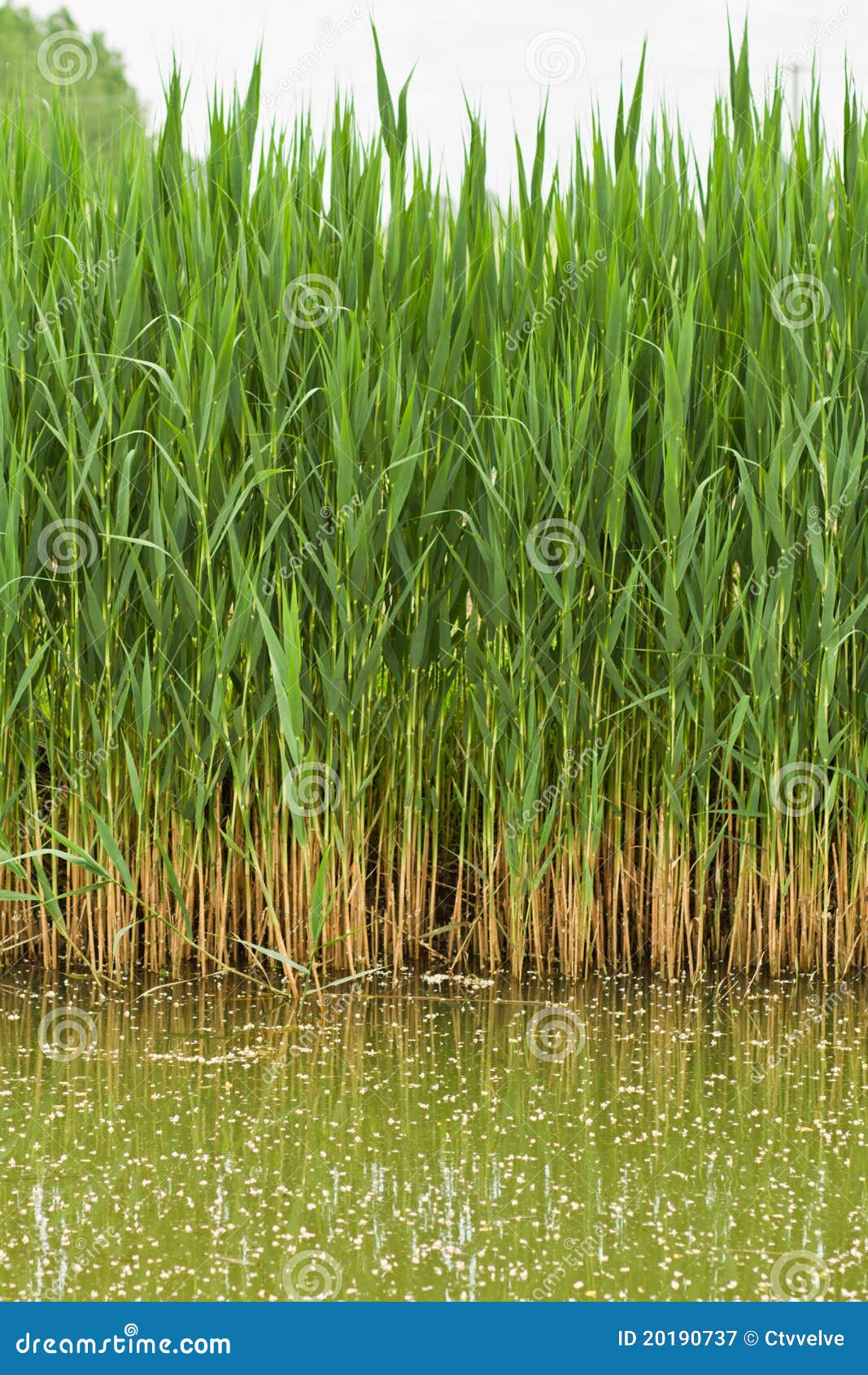 Reed stems stock image. Image of return, season, summer 20190737
