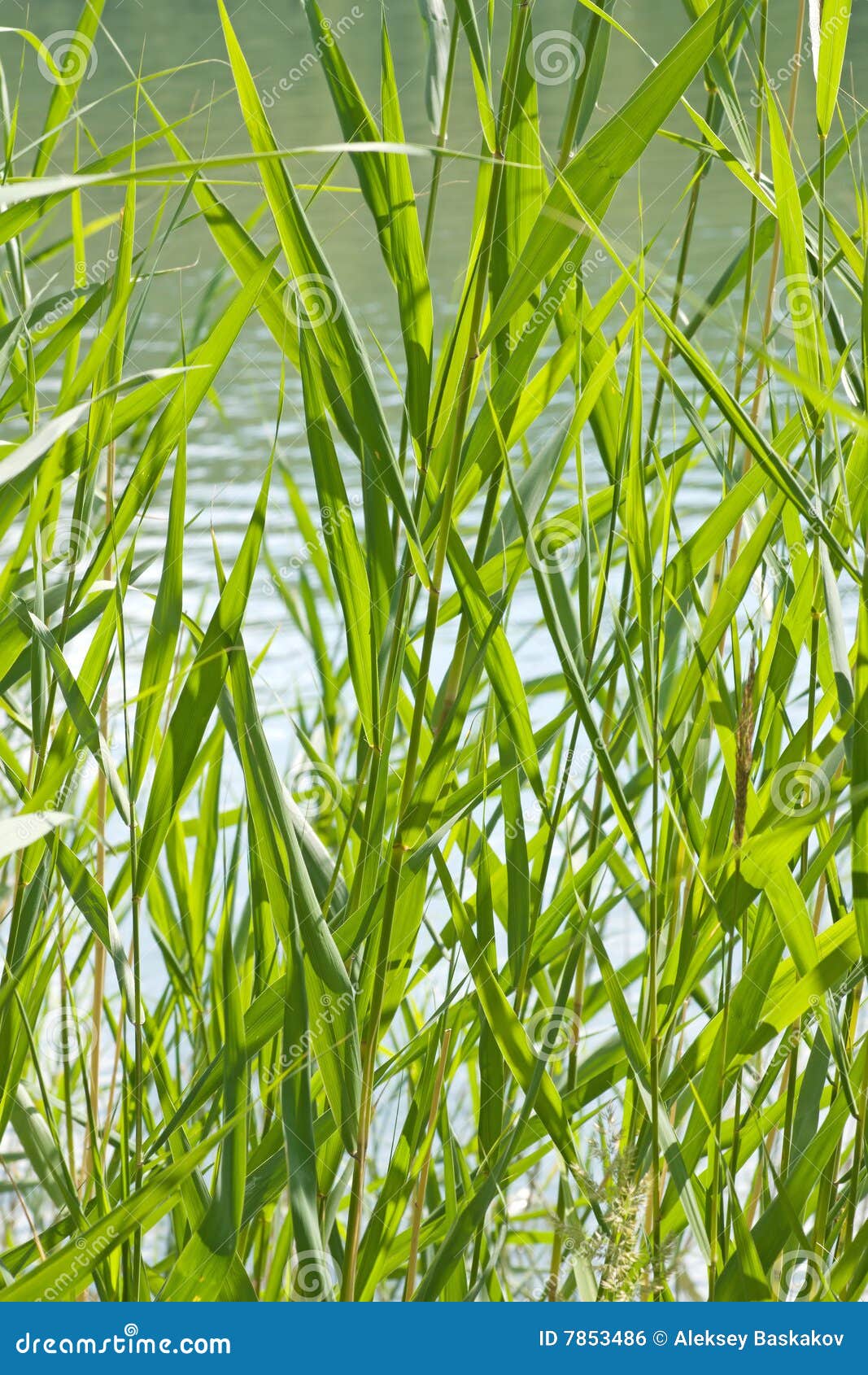 Reed stems stock photo. Image of green, tule, lush, blade 7853486