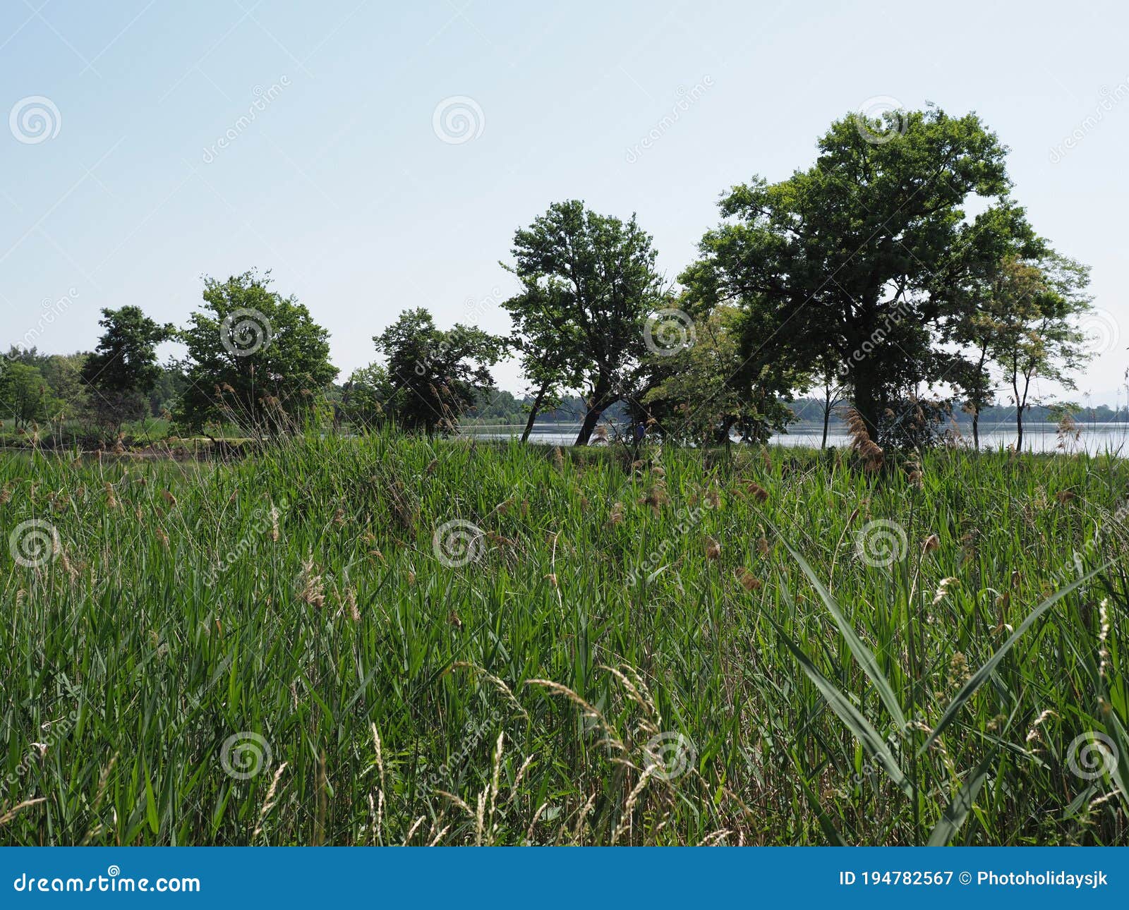 reed and trees on landscape of pond in goczalkowice town in poland