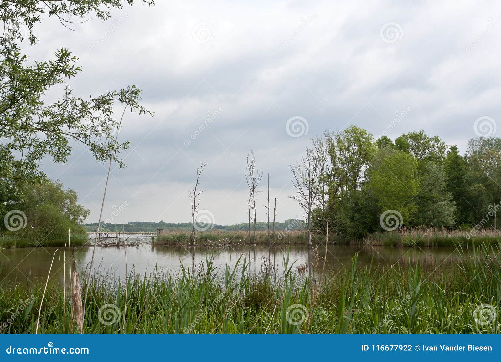 Reed Trees Shore Lake Nature Reserve Het Vinne Zoutleeuw Belgium