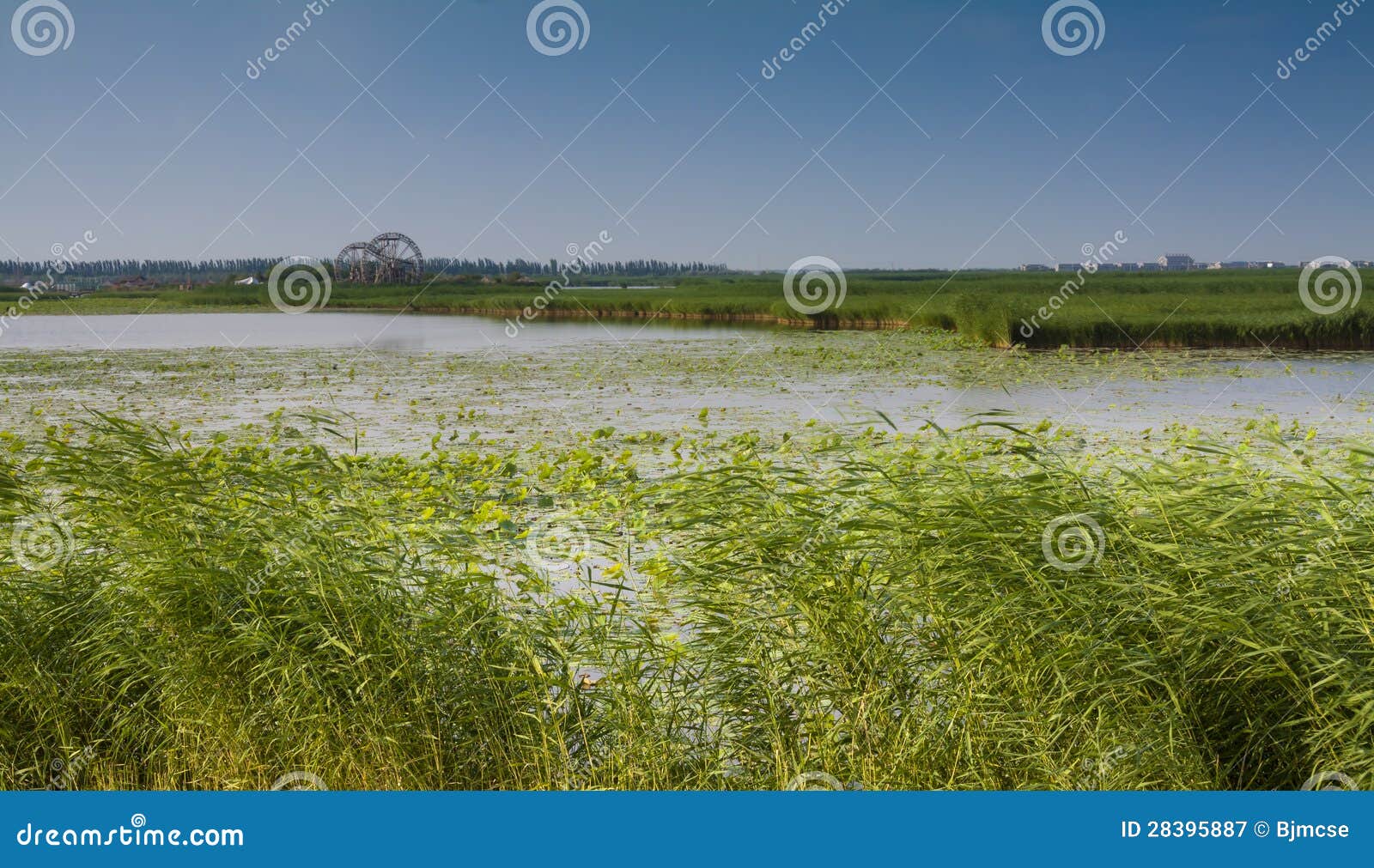 reed wetland windmill