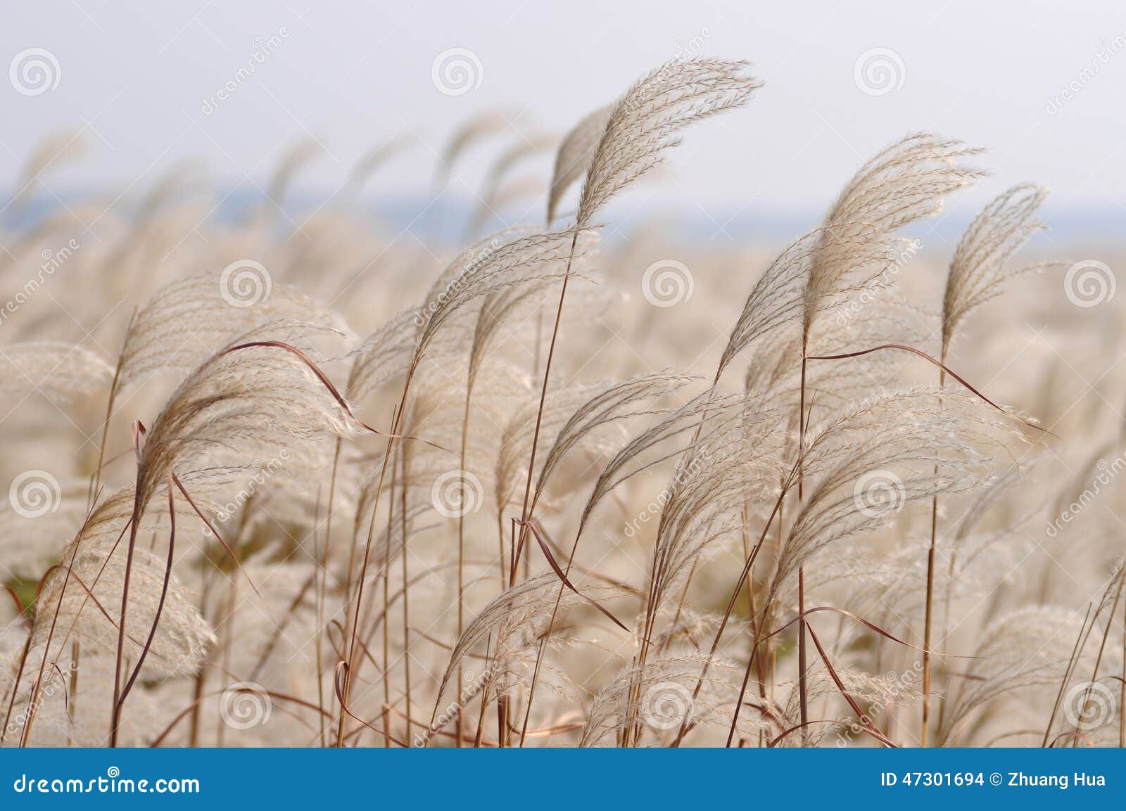 Reed in the wind stock photo. Image of golden, aquatic 47301694