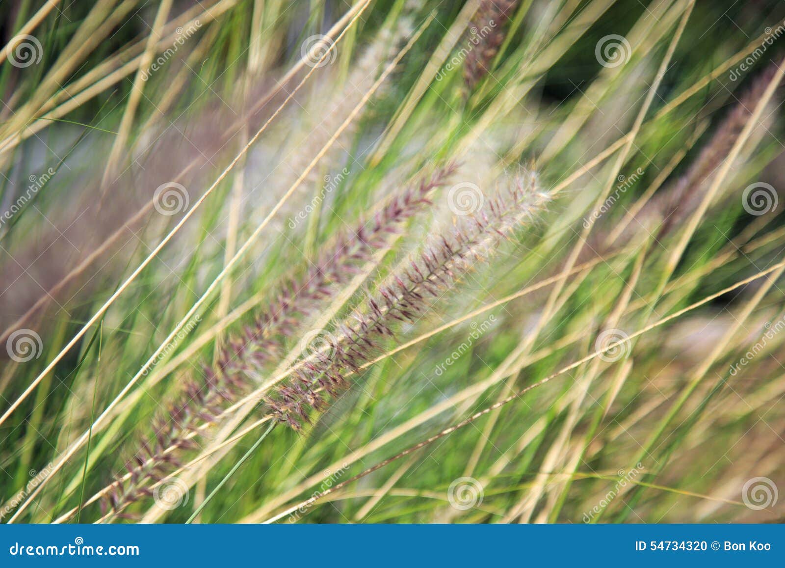 reed in the wind