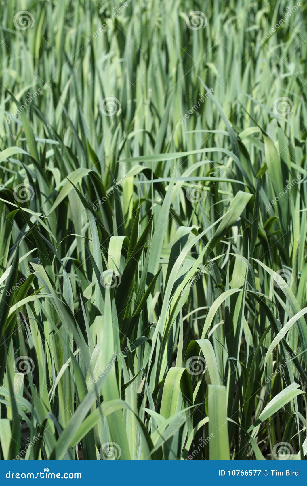 Reeds stock image. Image of healthy, green, grow, reed 10766577