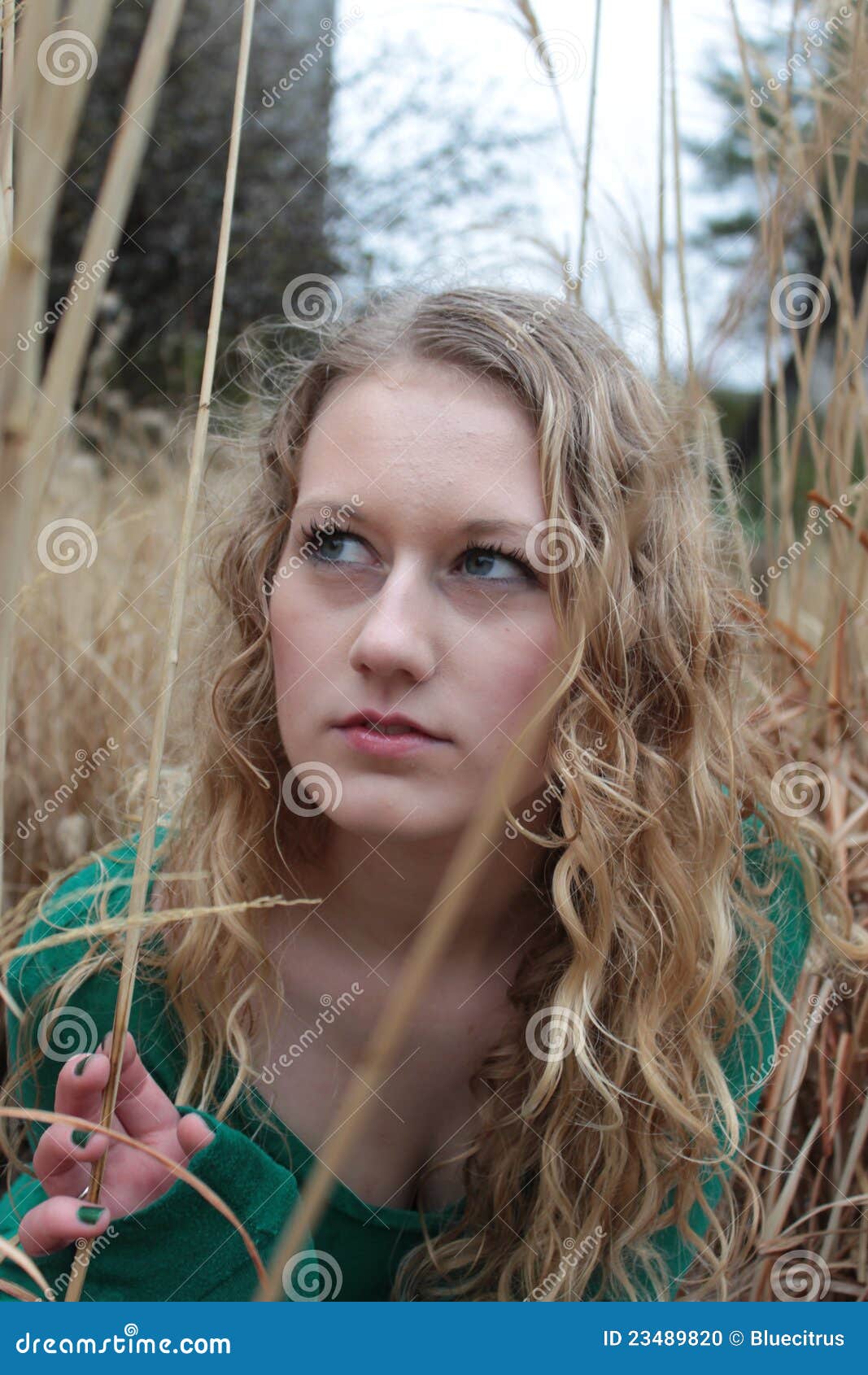 In the Reeds stock photo. Image of long, curly, lines 23489820