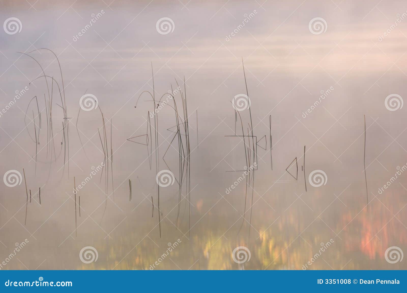 reeds and autumn reflections