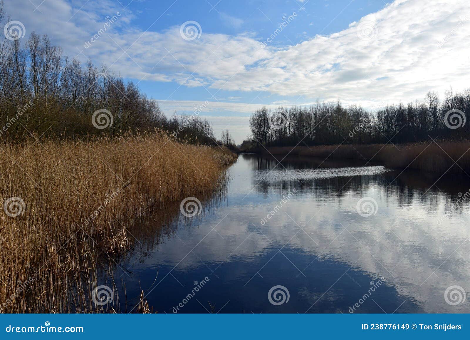 reeds in the balijbos, zoetermeer nl can form entire collars along waterfronts.