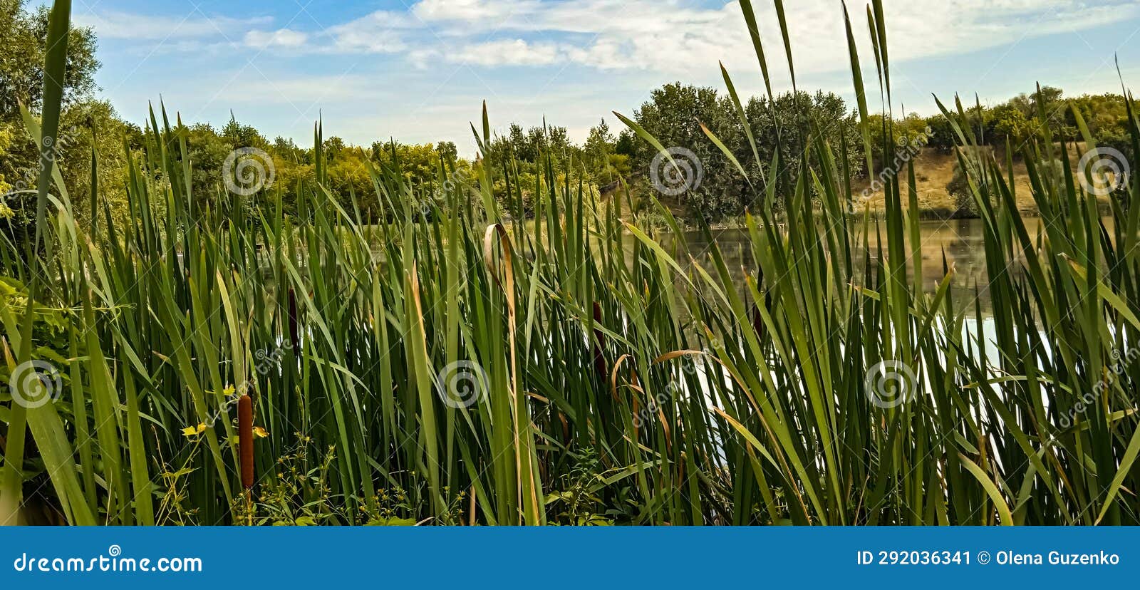 Reeds on the Bank of a Picturesque River Stock Image - Image of bank ...