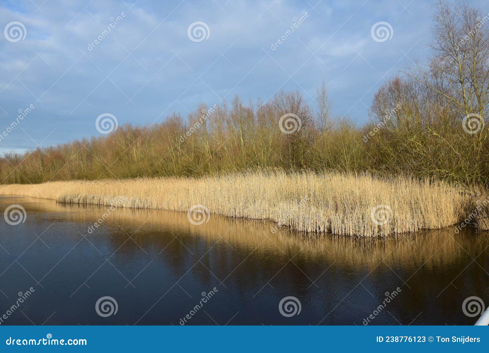 reeds can form entire collars along waterfronts. it is a plant that really blows with all winds.