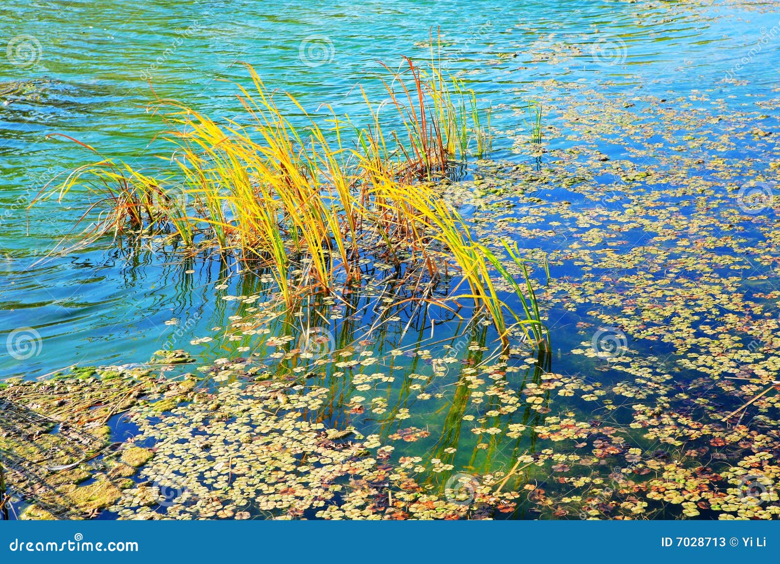 reeds in the lake