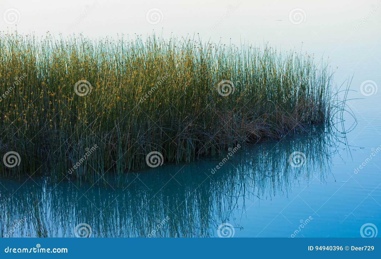 Reeds Lake stock photo. Image of fresh, calm, vegetation 94940396