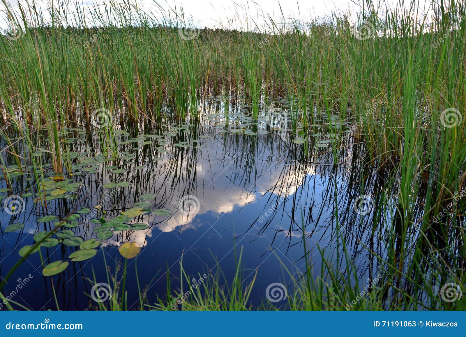 Reeds on the lake stock image. Image of reeds, dense 71191063