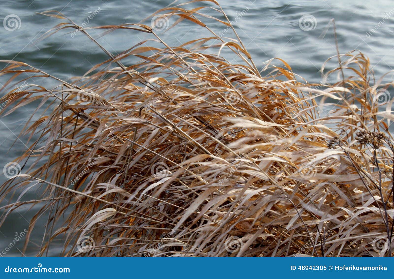 Reeds in pond stock image. Image of reed, marsh, shutter 48942305